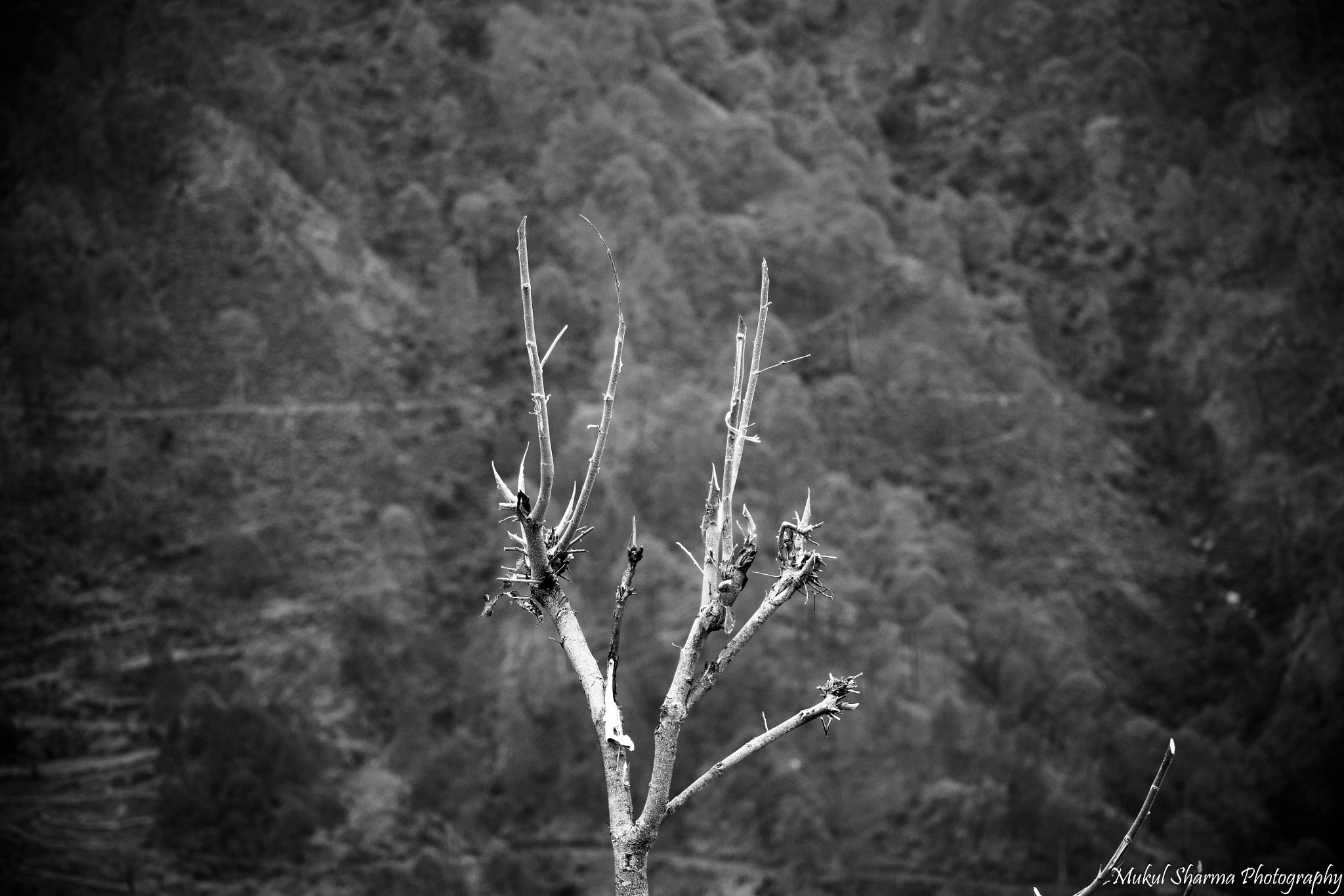 Nikon D5300 + Sigma 70-300mm F4-5.6 DG OS sample photo. A tree in the mountains photography