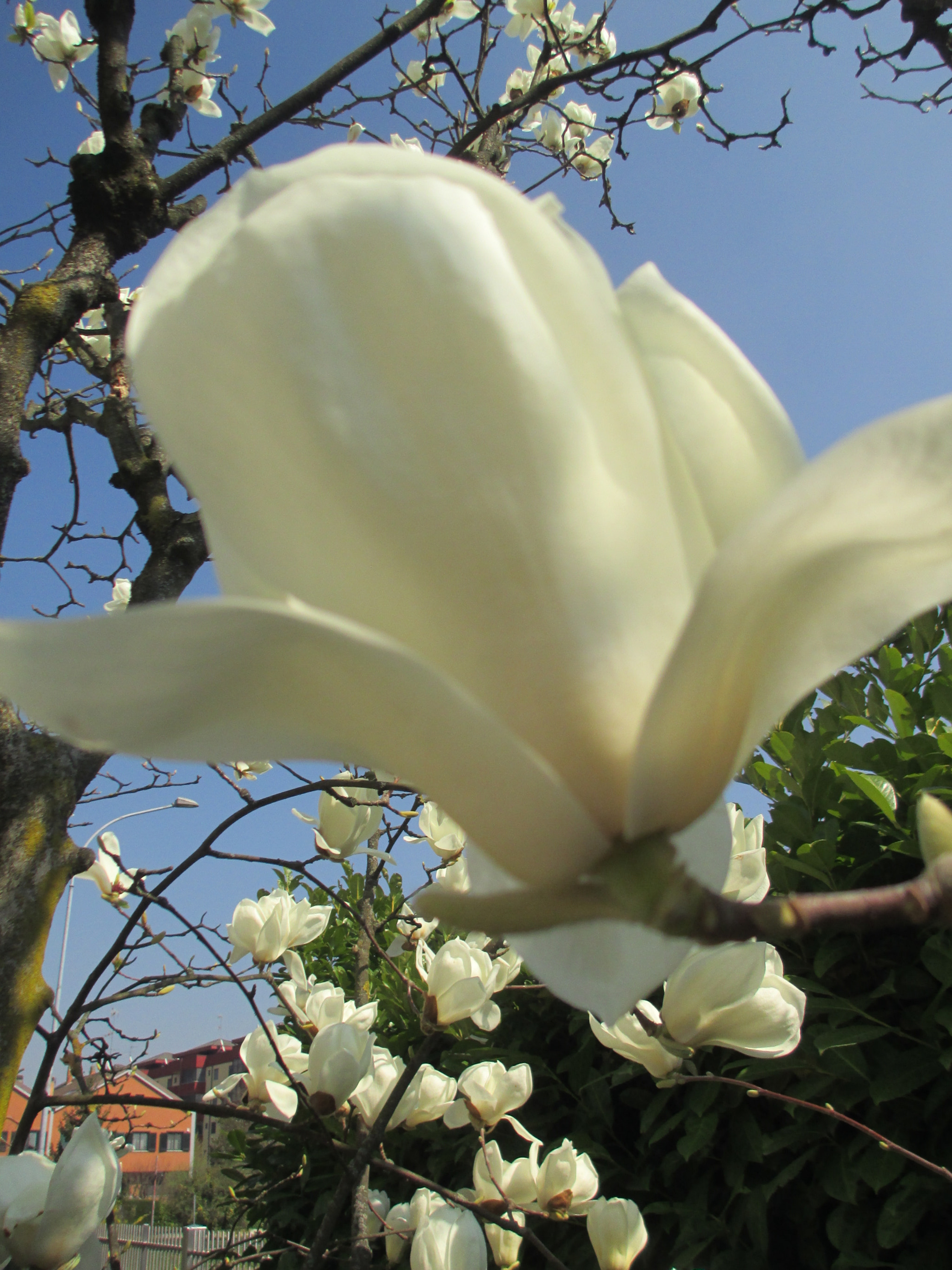 Canon PowerShot A4000 IS sample photo. Magnolia photography