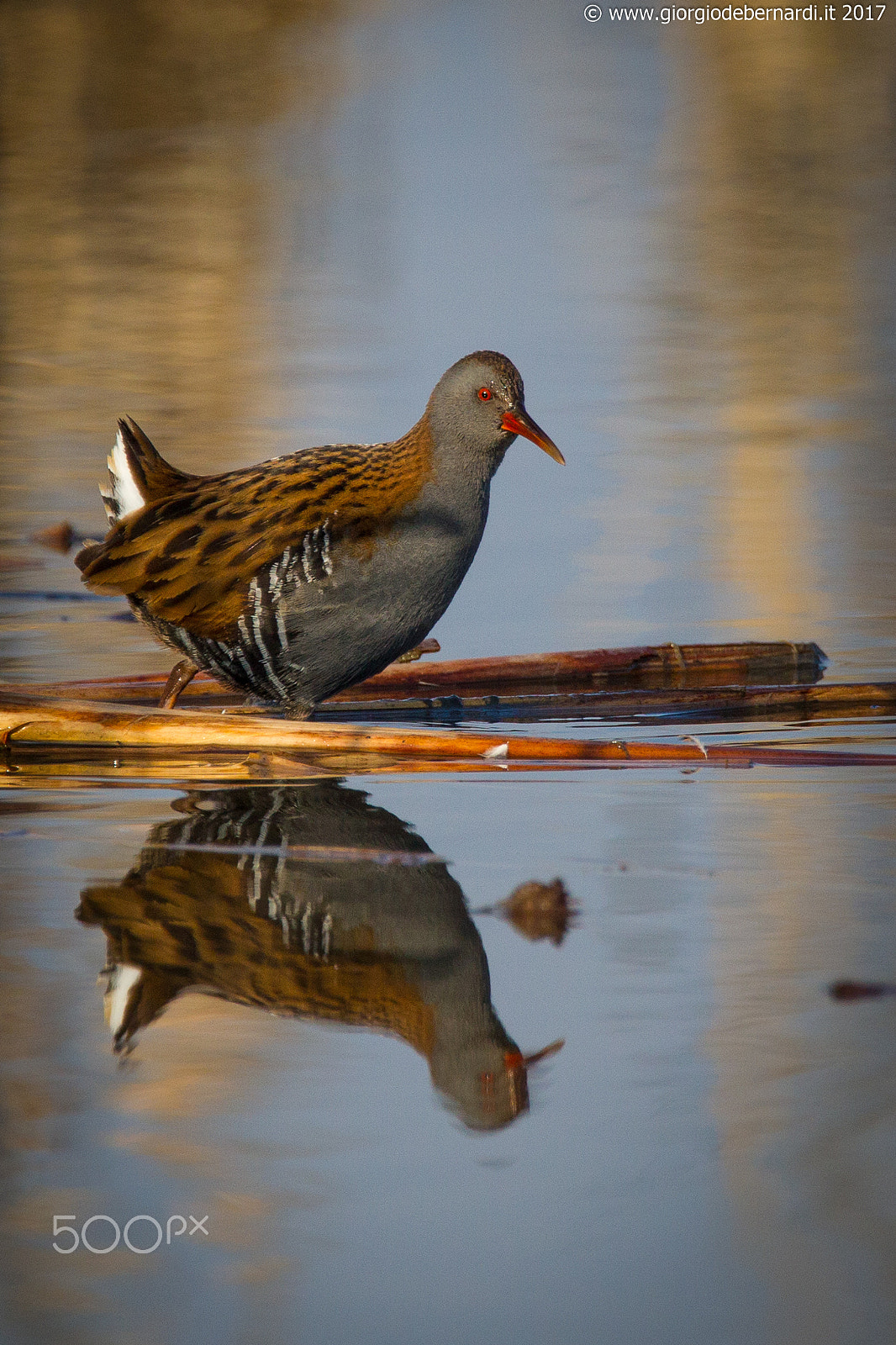 Canon EOS-1D Mark IV + Tamron SP 150-600mm F5-6.3 Di VC USD sample photo. Water rail photography