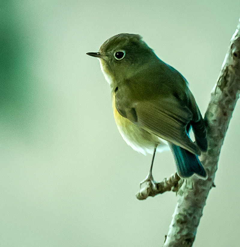 Olympus OM-D E-M1 + M.300mm F4.0 + MC-14 sample photo. Blue-tail blue tail photography