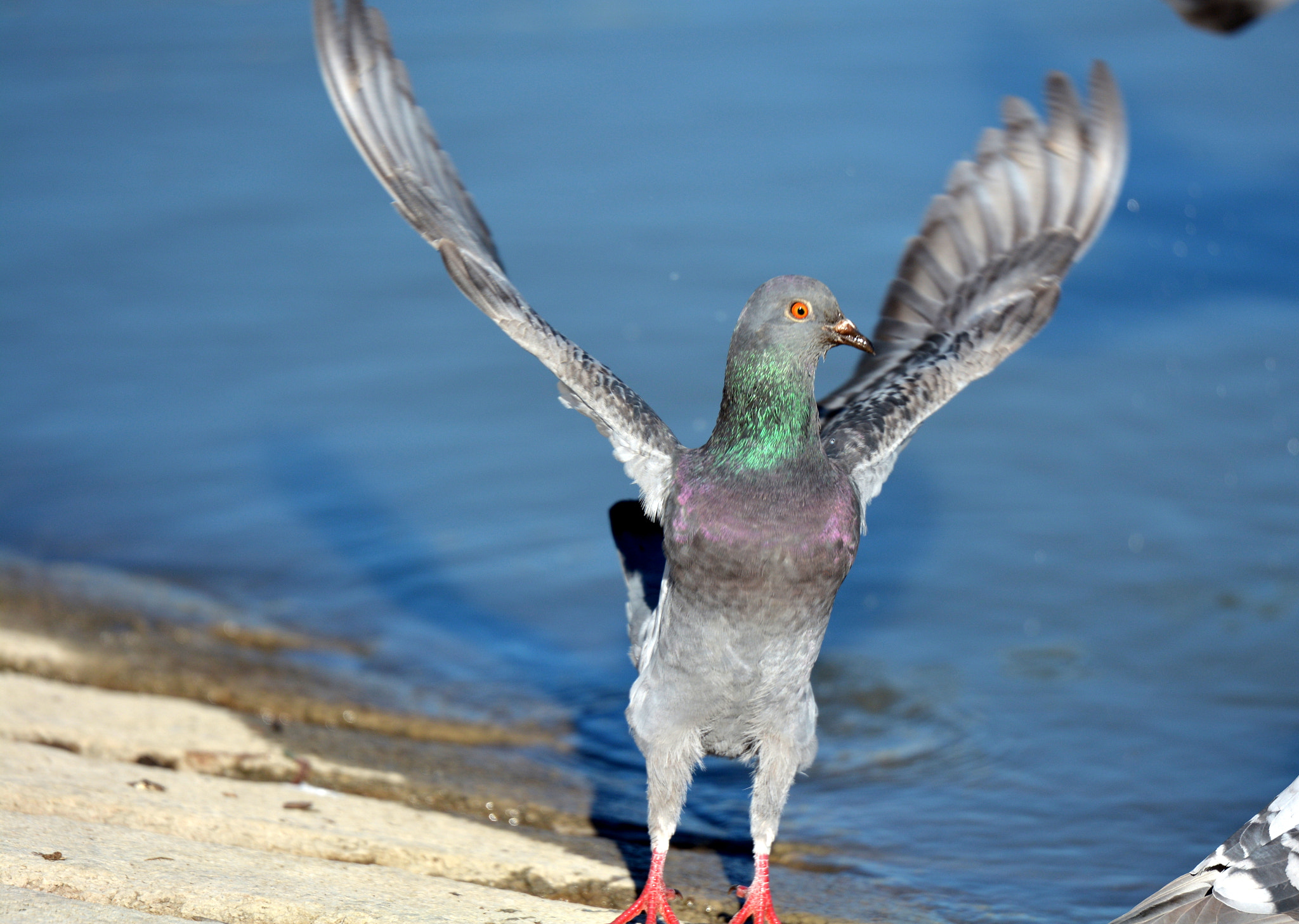 Tamron SP 70-200mm F2.8 Di VC USD sample photo. Wings wide open photography