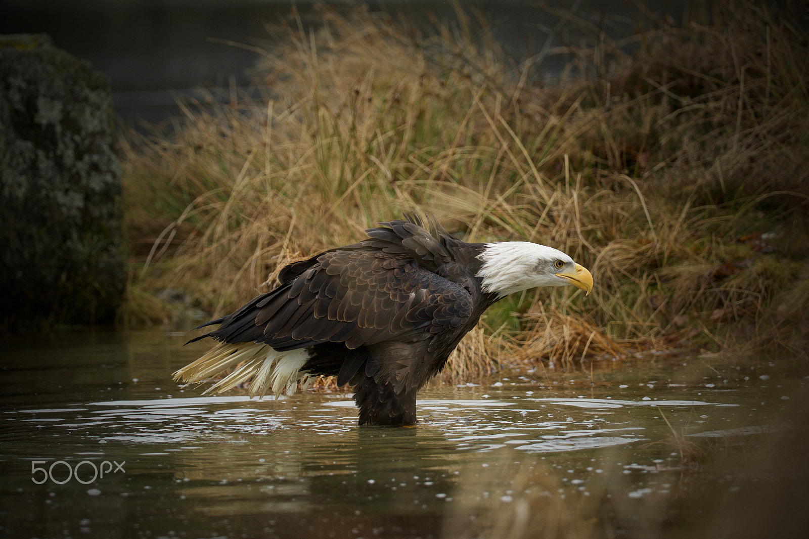 Canon EOS 7D Mark II + Canon EF 200-400mm F4L IS USM Extender 1.4x sample photo. Bath photography