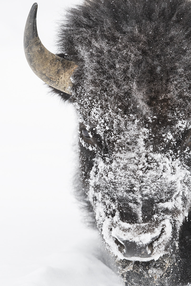 Nikon AF-S Nikkor 500mm F4E FL ED VR sample photo. Portrait of winter. photography