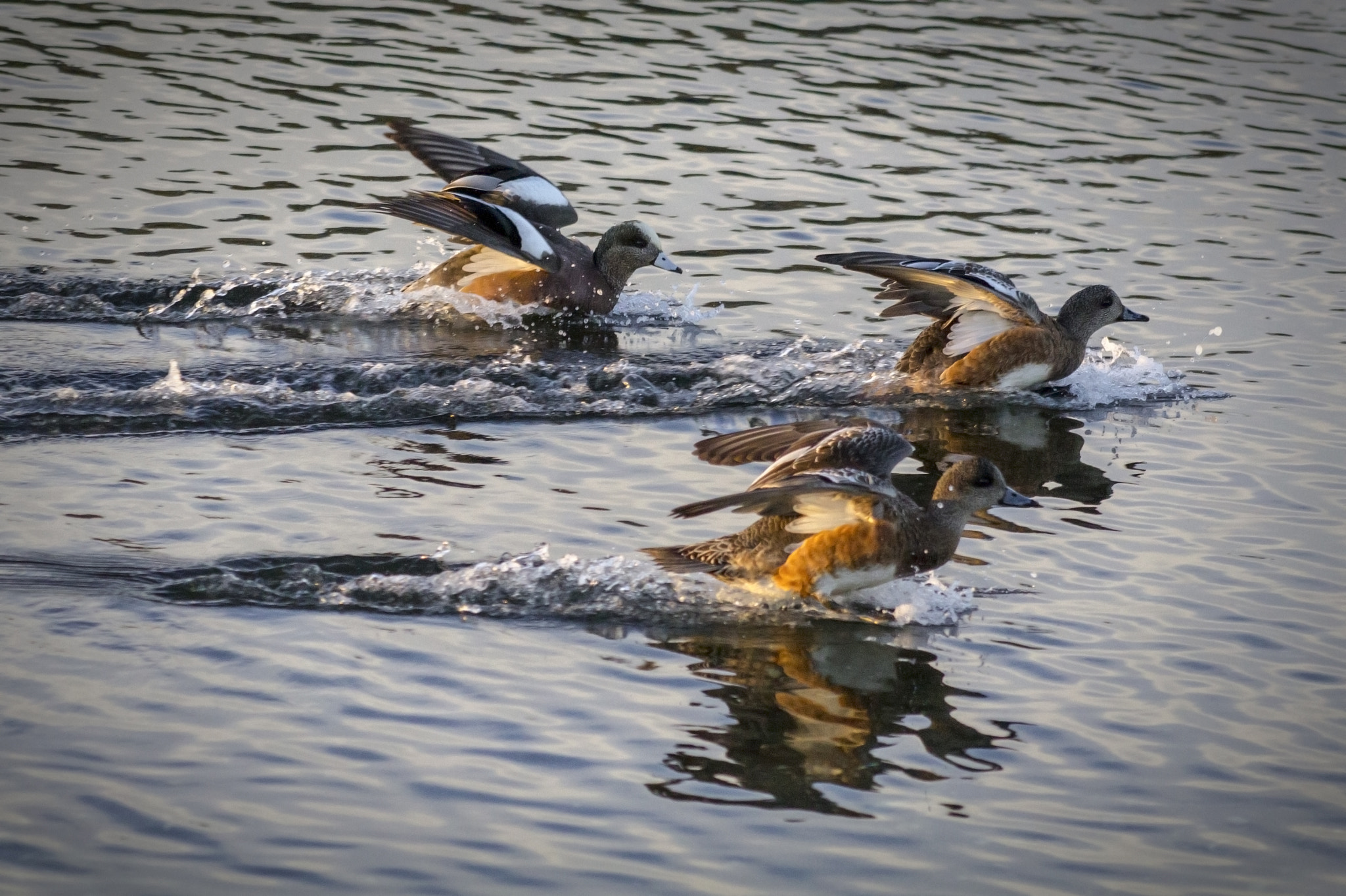 Canon EF 75-300mm f/4-5.6 USM sample photo. A sunset most fowl photography