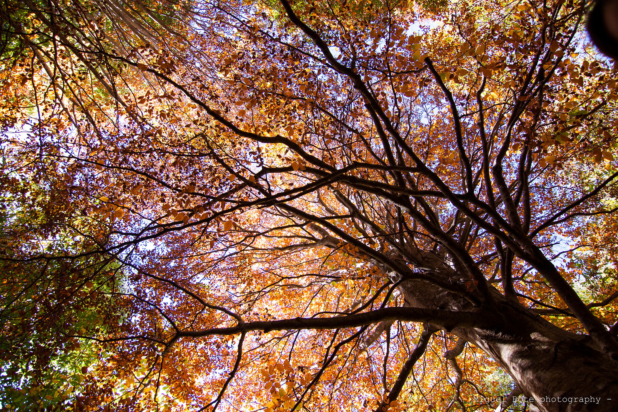 Canon EOS 500D (EOS Rebel T1i / EOS Kiss X3) sample photo. - magia en otoño -  photography