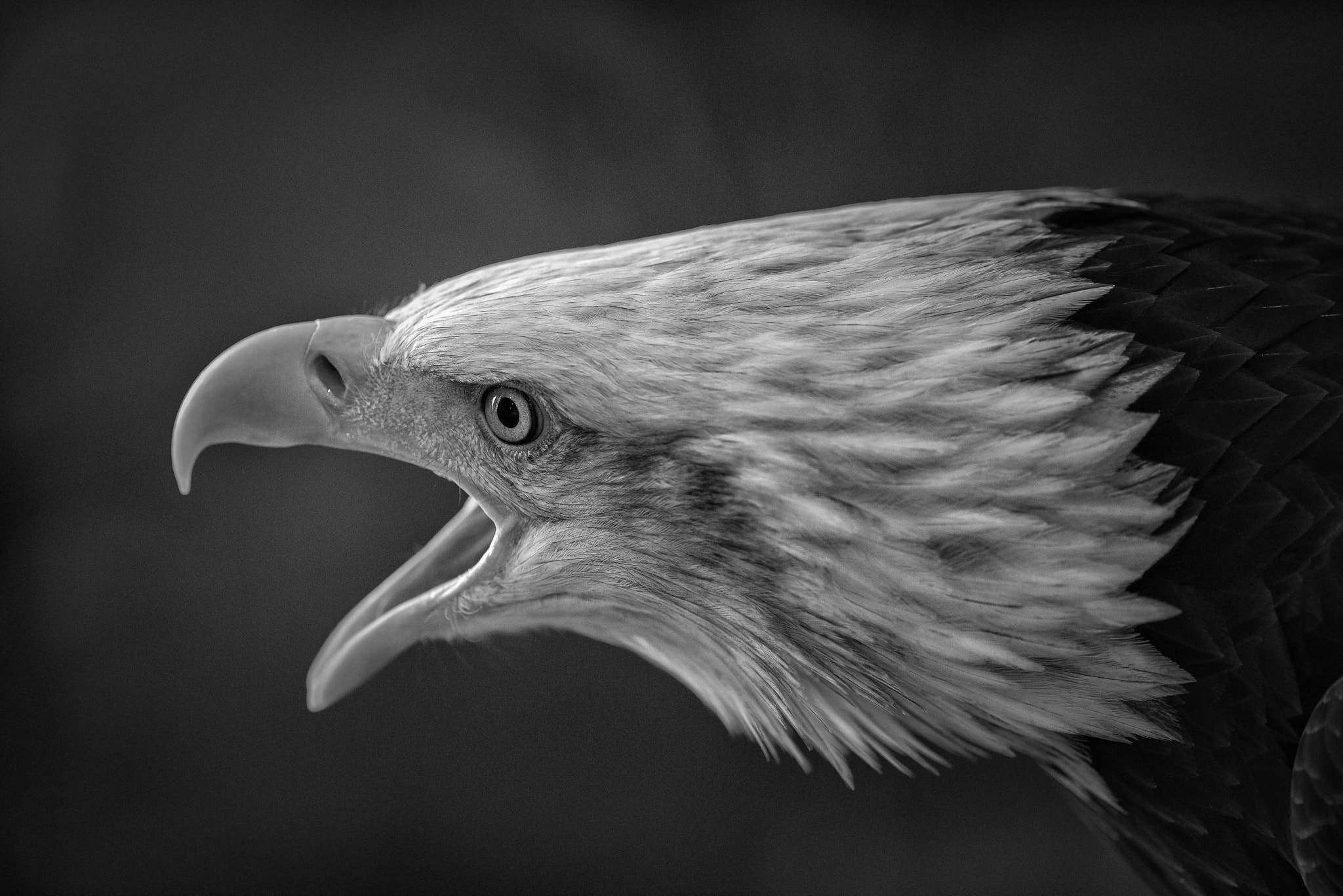 AF-S Nikkor 300mm f/2.8D IF-ED II sample photo. The bald eagle photography