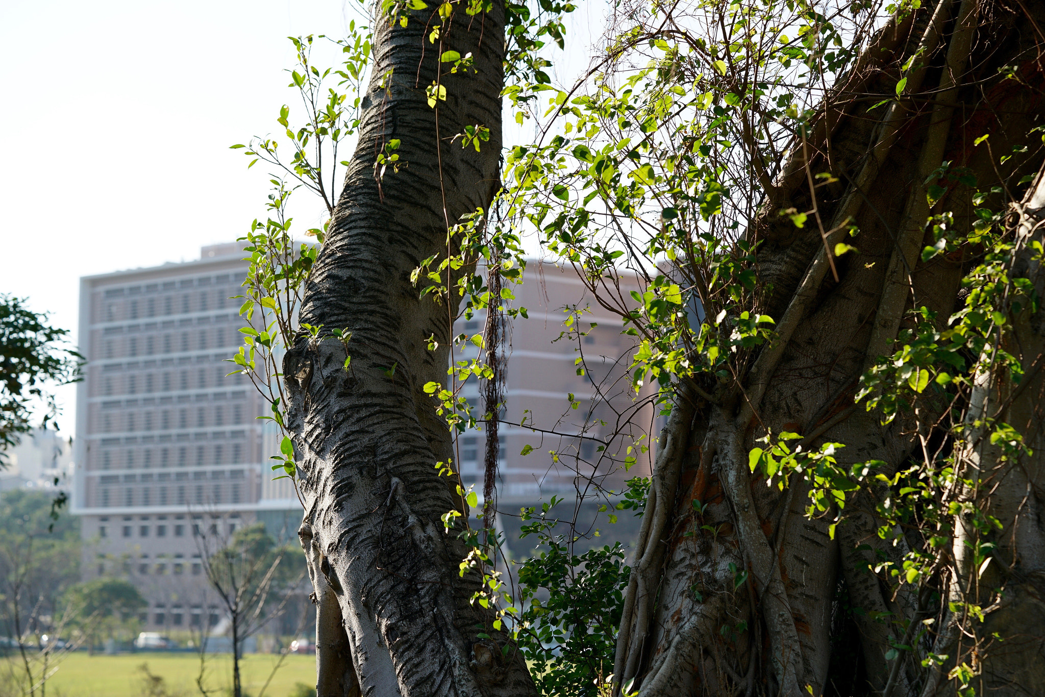 Sony a7R II + Sony FE 90mm F2.8 Macro G OSS sample photo. 32739639545.jpg photography