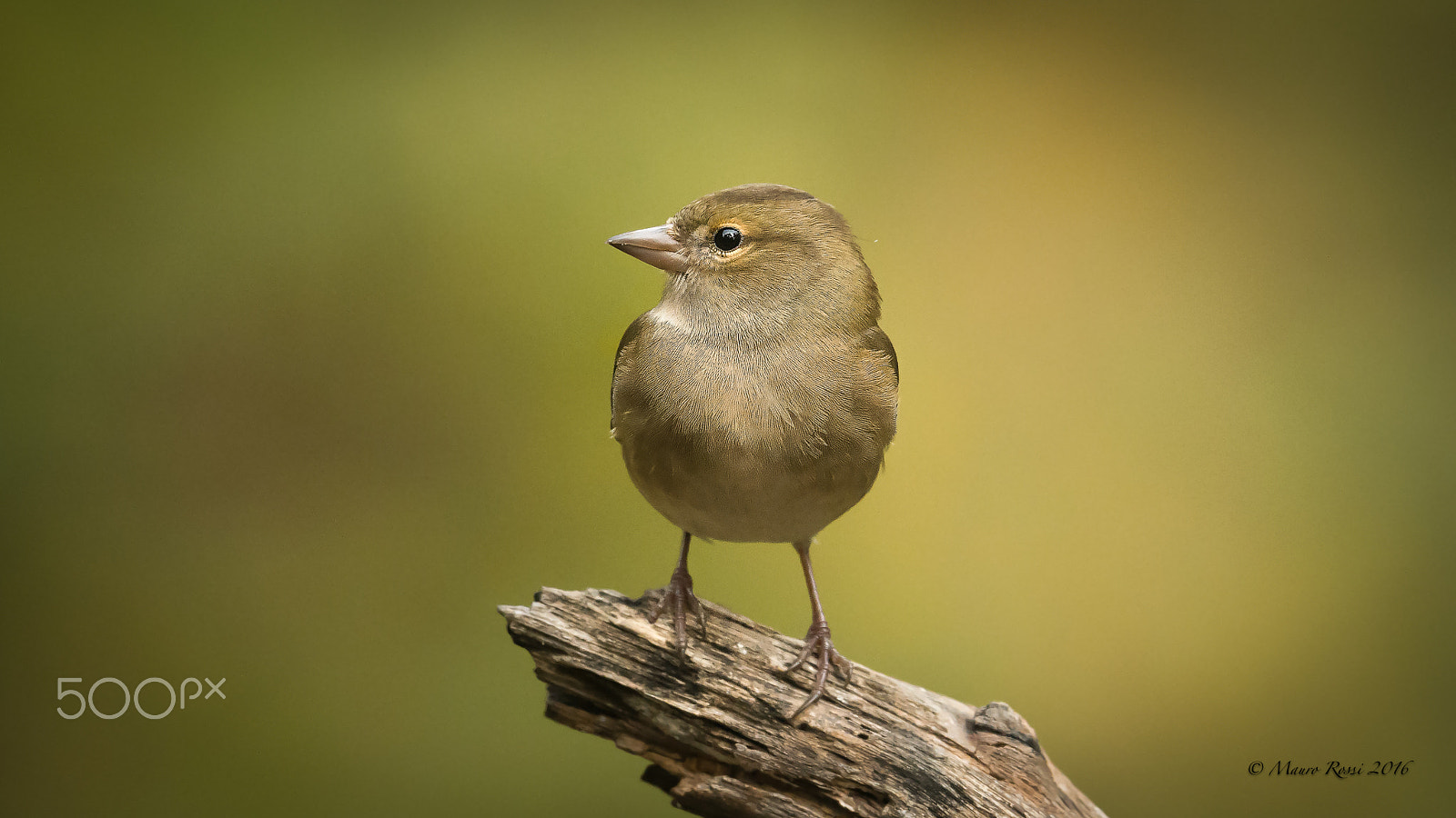 Nikon AF-S Nikkor 500mm F4E FL ED VR sample photo. Finch (f) - fringilla coelebs. photography