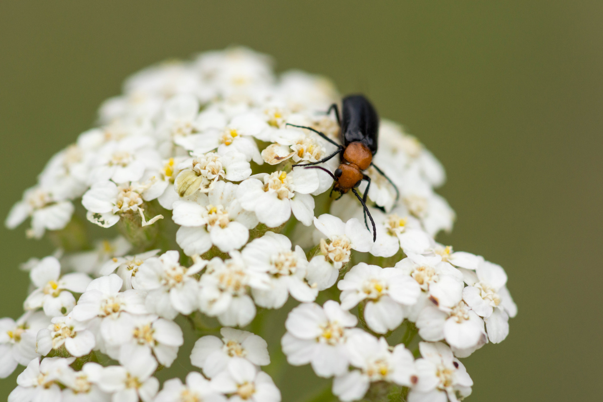 Sony SLT-A65 (SLT-A65V) + Sony 100mm F2.8 Macro sample photo. Taking the high ground photography