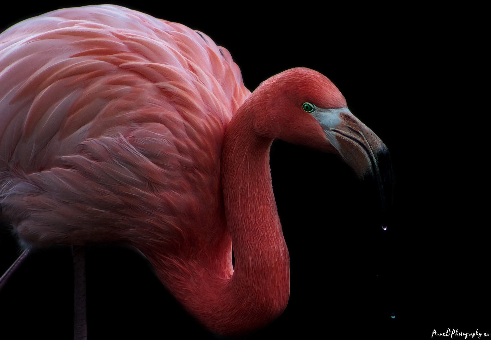 Canon EF 75-300mm f/4-5.6 USM sample photo. Do not ruffle thy feathers photography