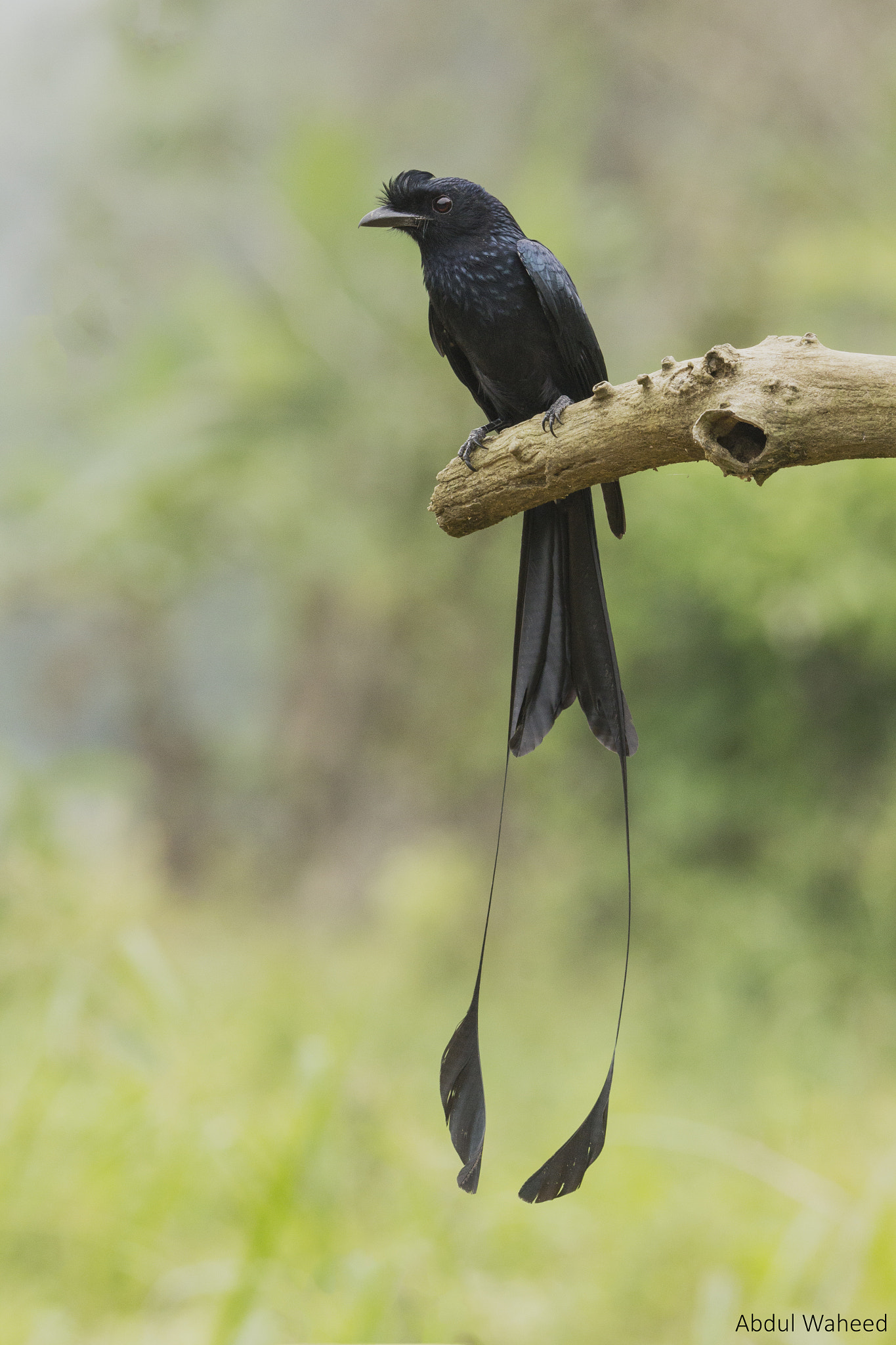 Canon EOS 1200D (EOS Rebel T5 / EOS Kiss X70 / EOS Hi) + Tamron SP 150-600mm F5-6.3 Di VC USD sample photo. Greater racket-tailed drongo photography