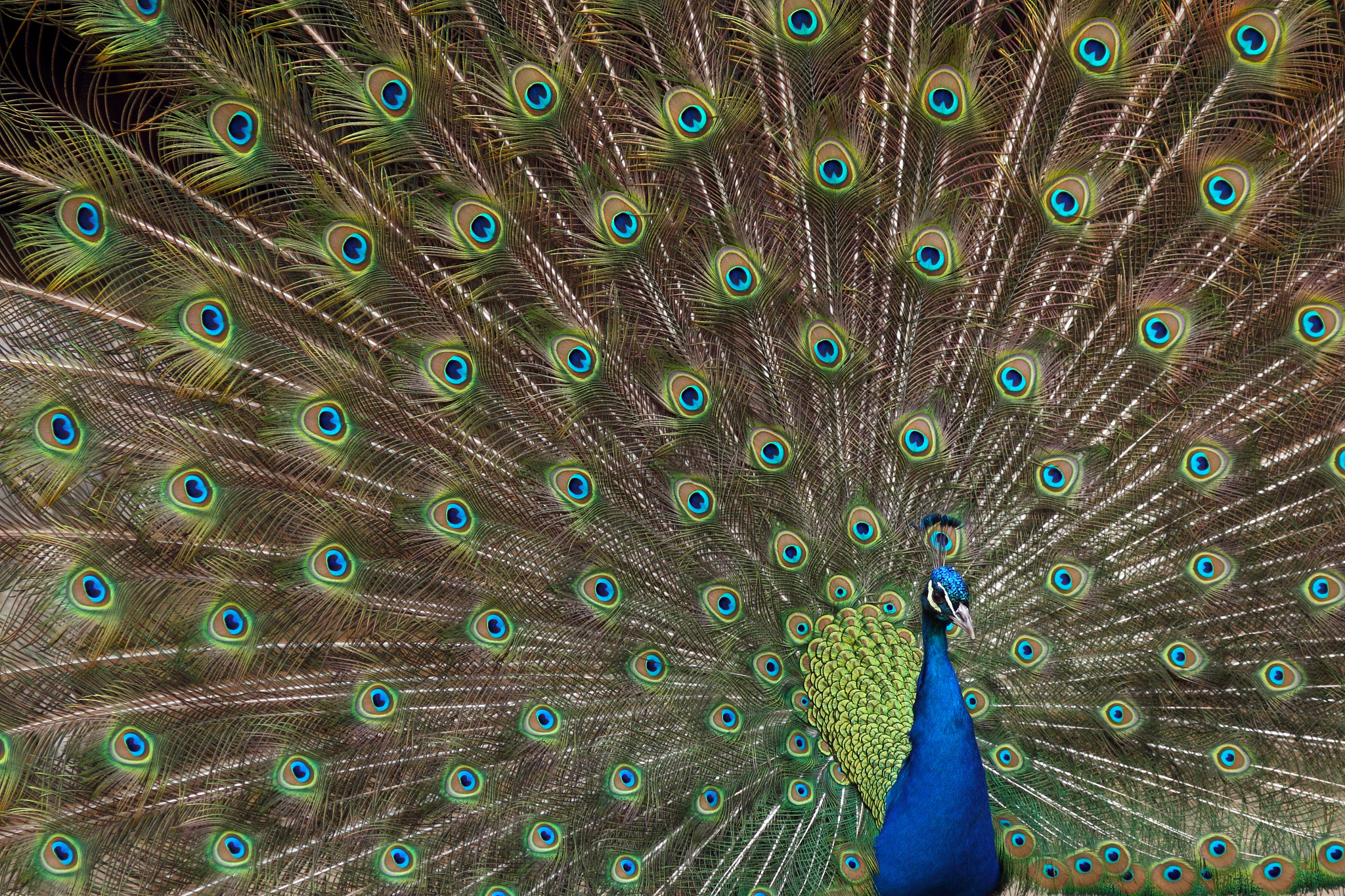 Canon EOS 7D + Canon EF 300mm F4L IS USM sample photo. Indian peafowl photography