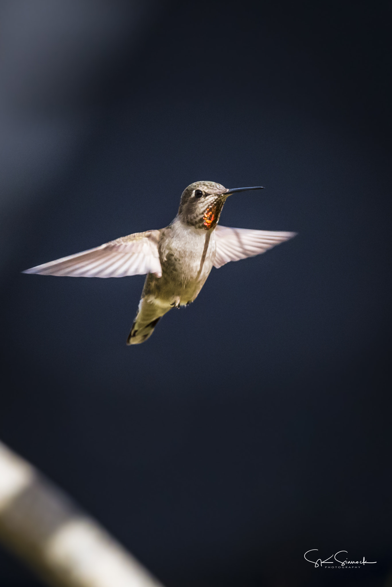 Nikon D800 sample photo. Hummingbird photography