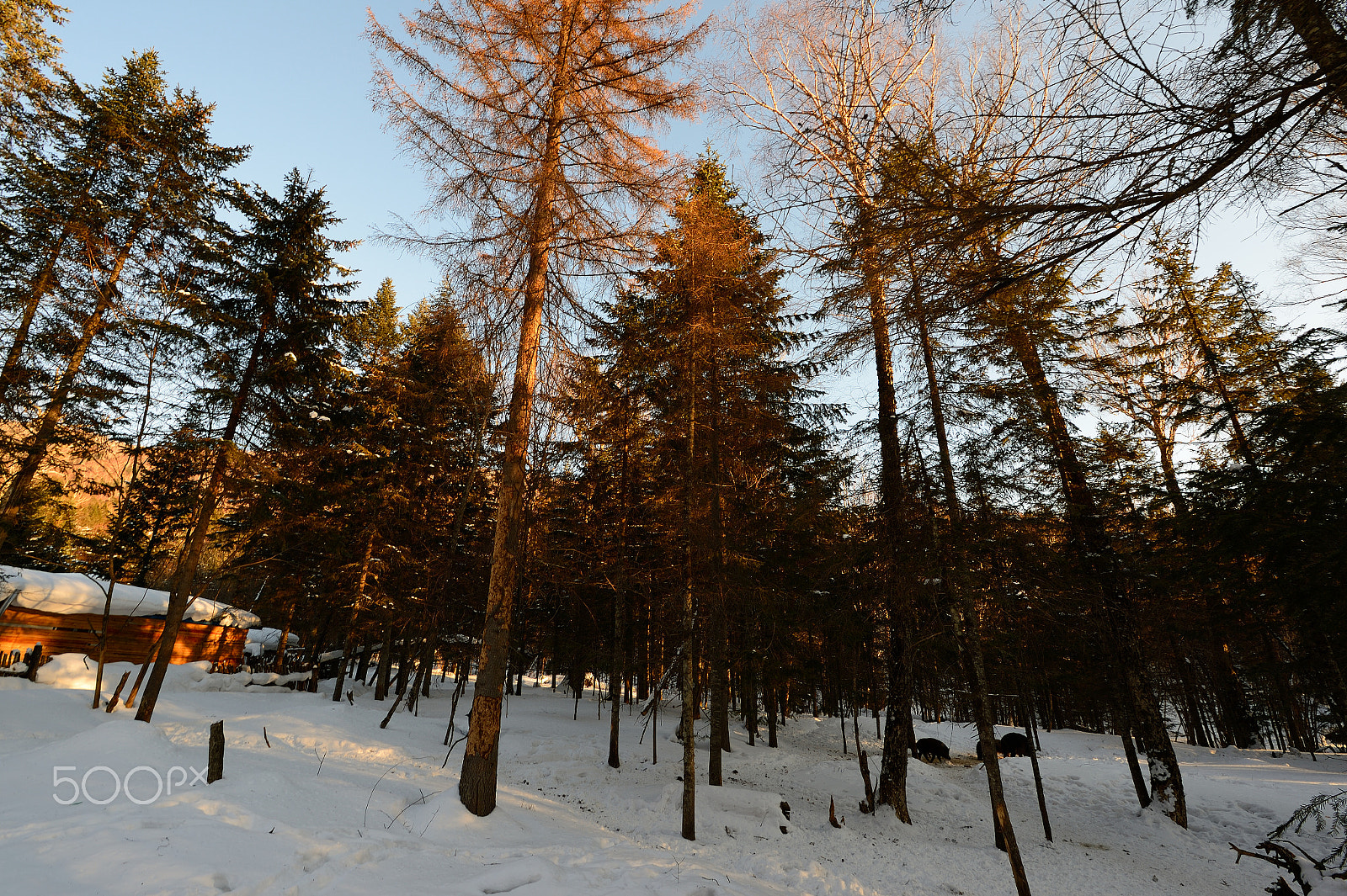Nikon Df sample photo. Forest photography