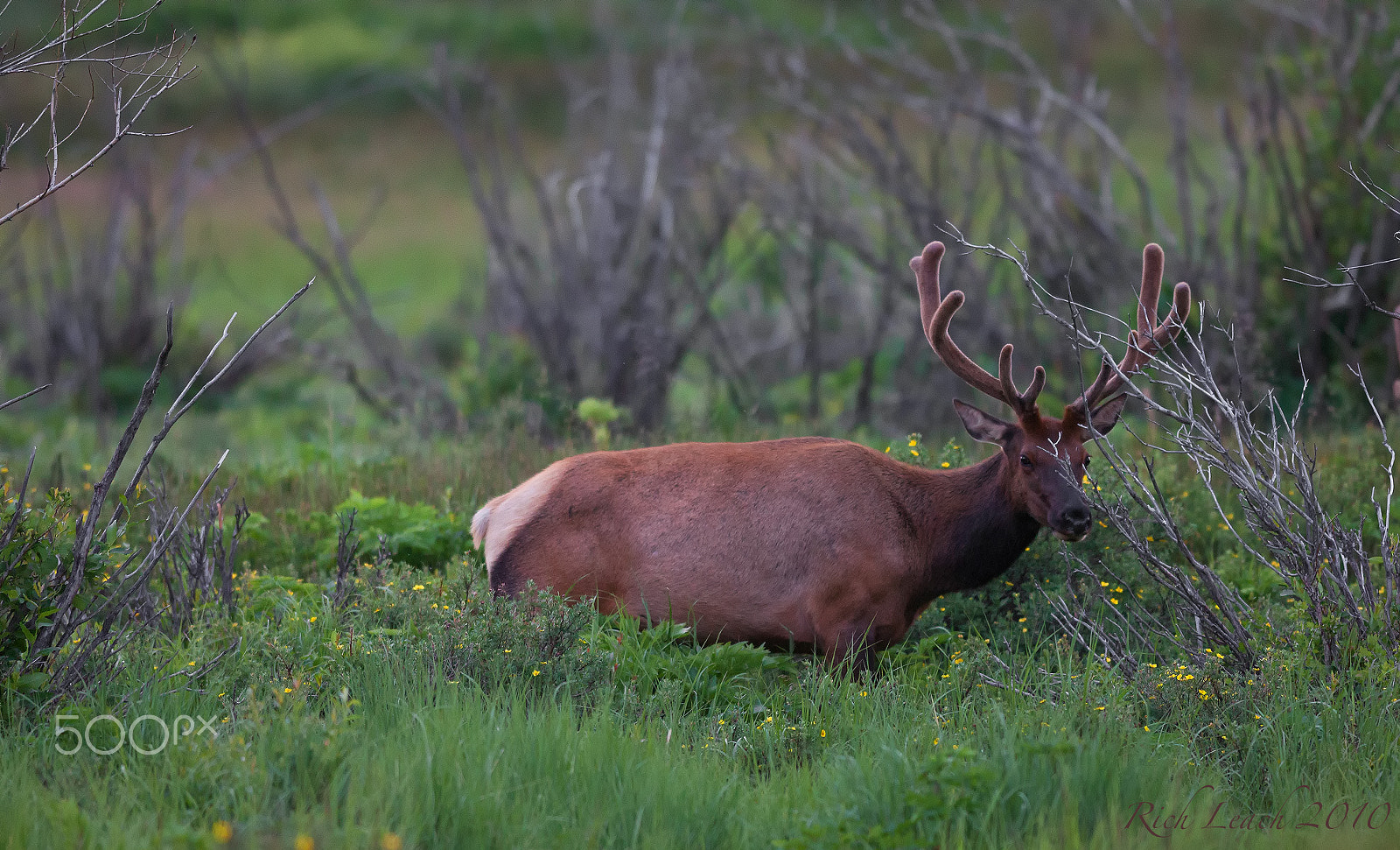 Canon EF 500mm f/4.5L sample photo. Colorado elk photography