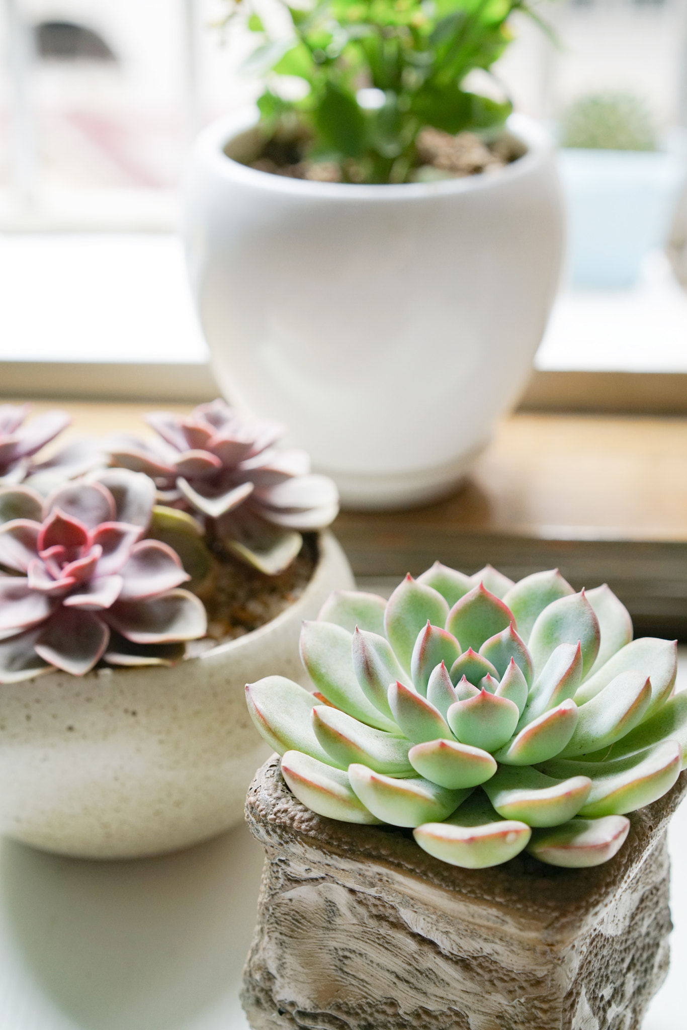 Sony a7R II + Sony Sonnar T* FE 55mm F1.8 ZA sample photo. Dsc photography