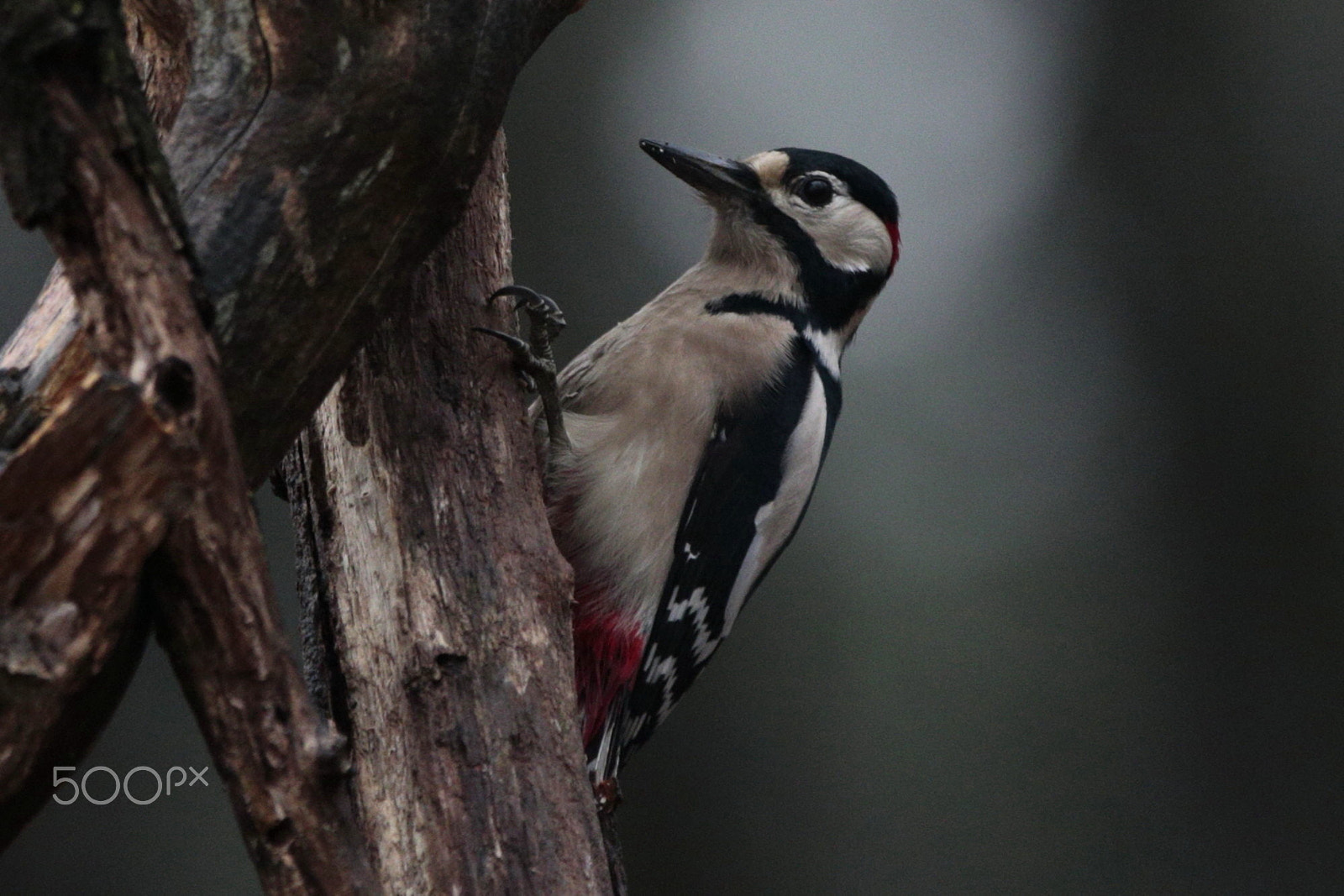 Canon EOS-1D X sample photo. Woodpecker photography