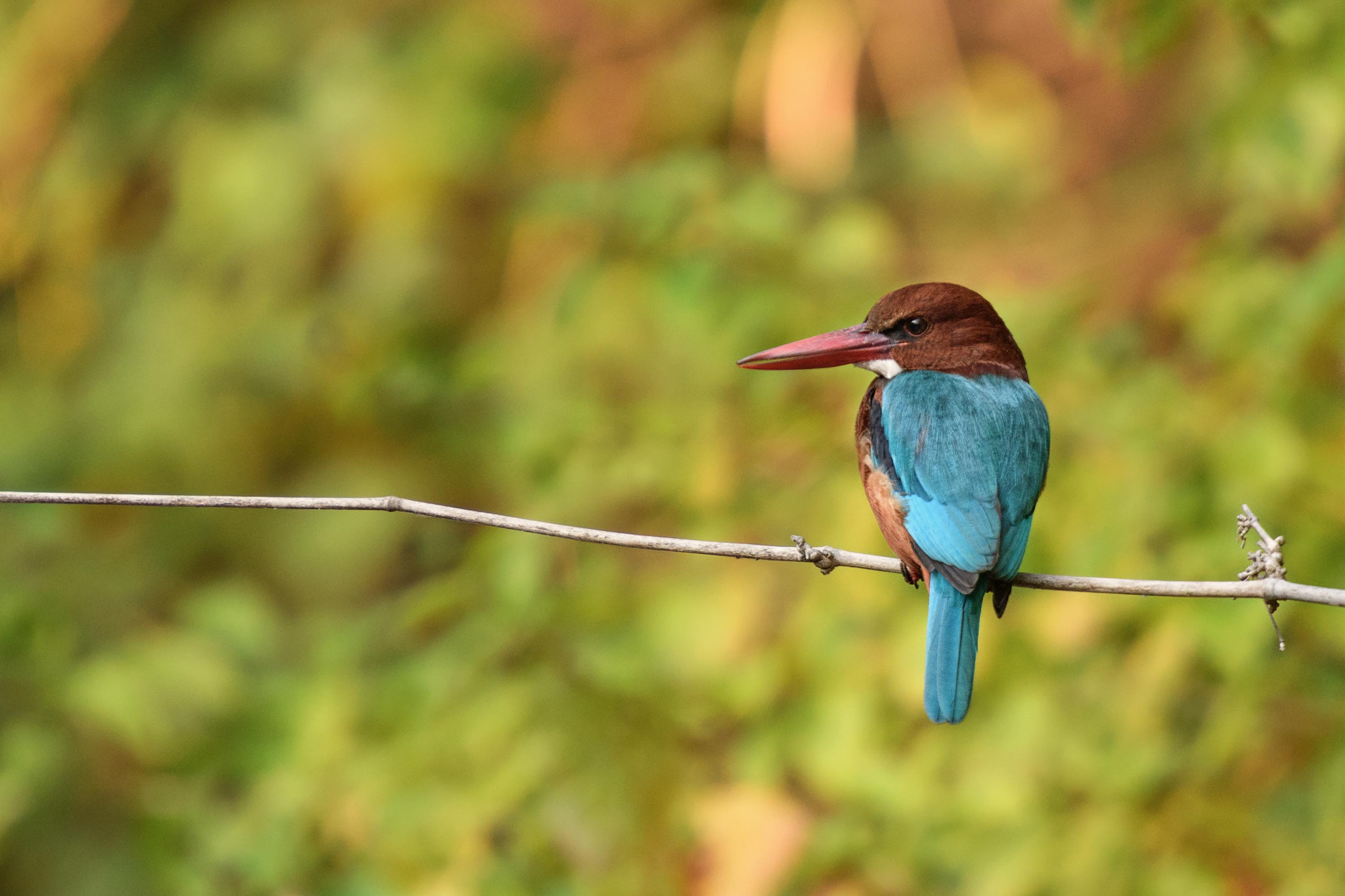 Nikon D500 sample photo. White-throated kingfisher photography