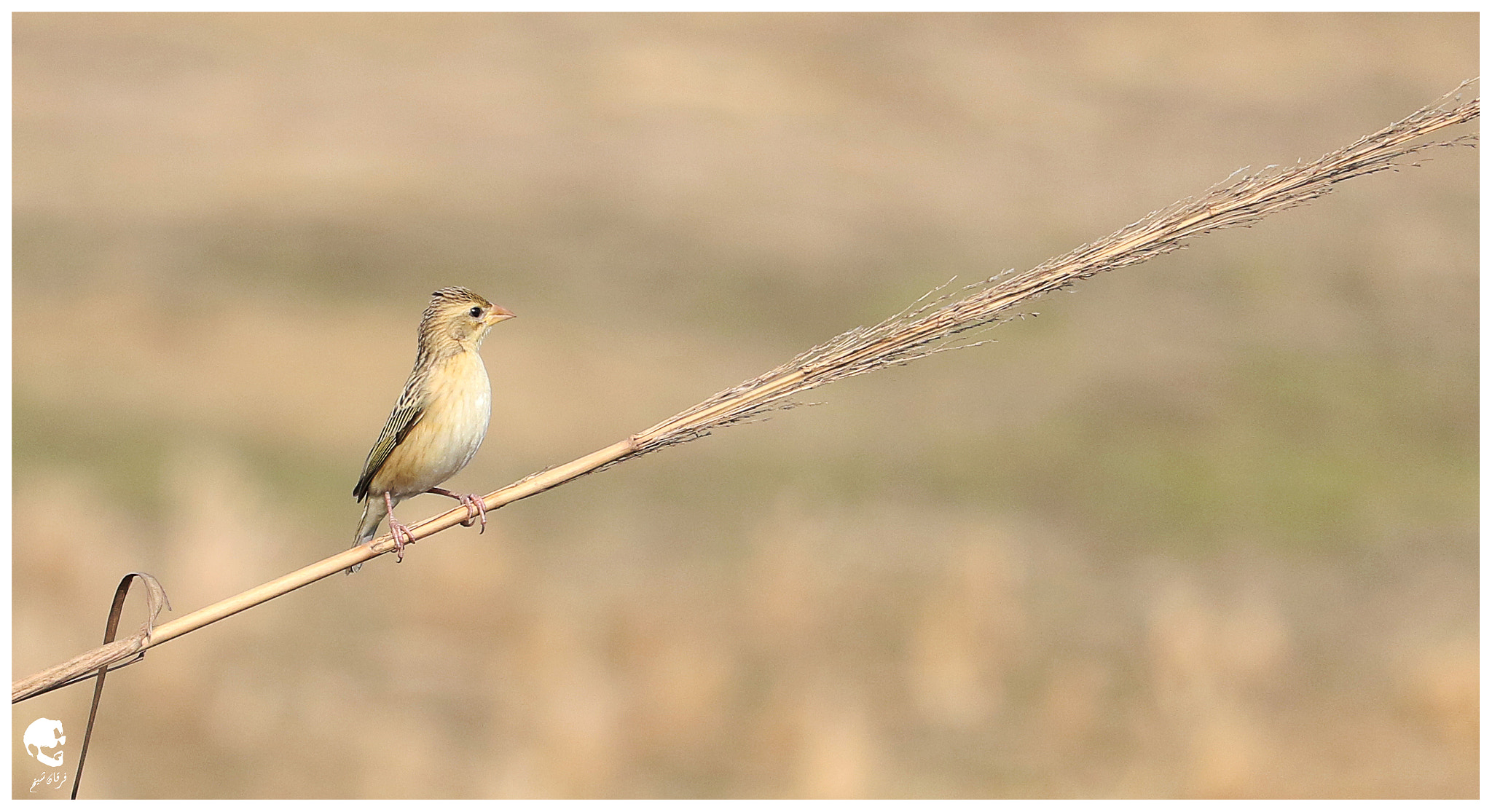 Canon EF-S 55-250mm F4-5.6 IS STM sample photo. Juvenile weaver photography