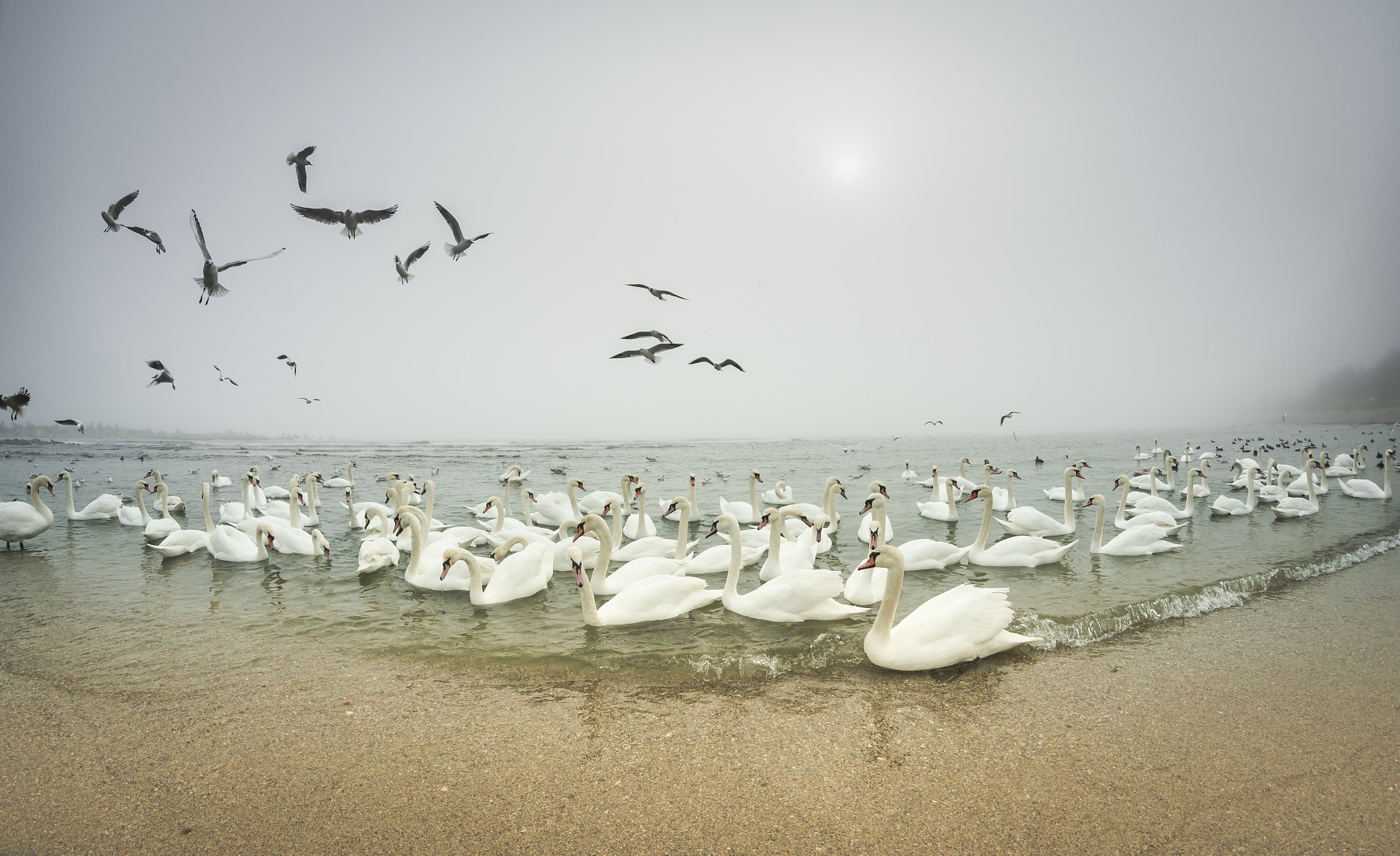 Nikon D7000 sample photo. Swan lake photography