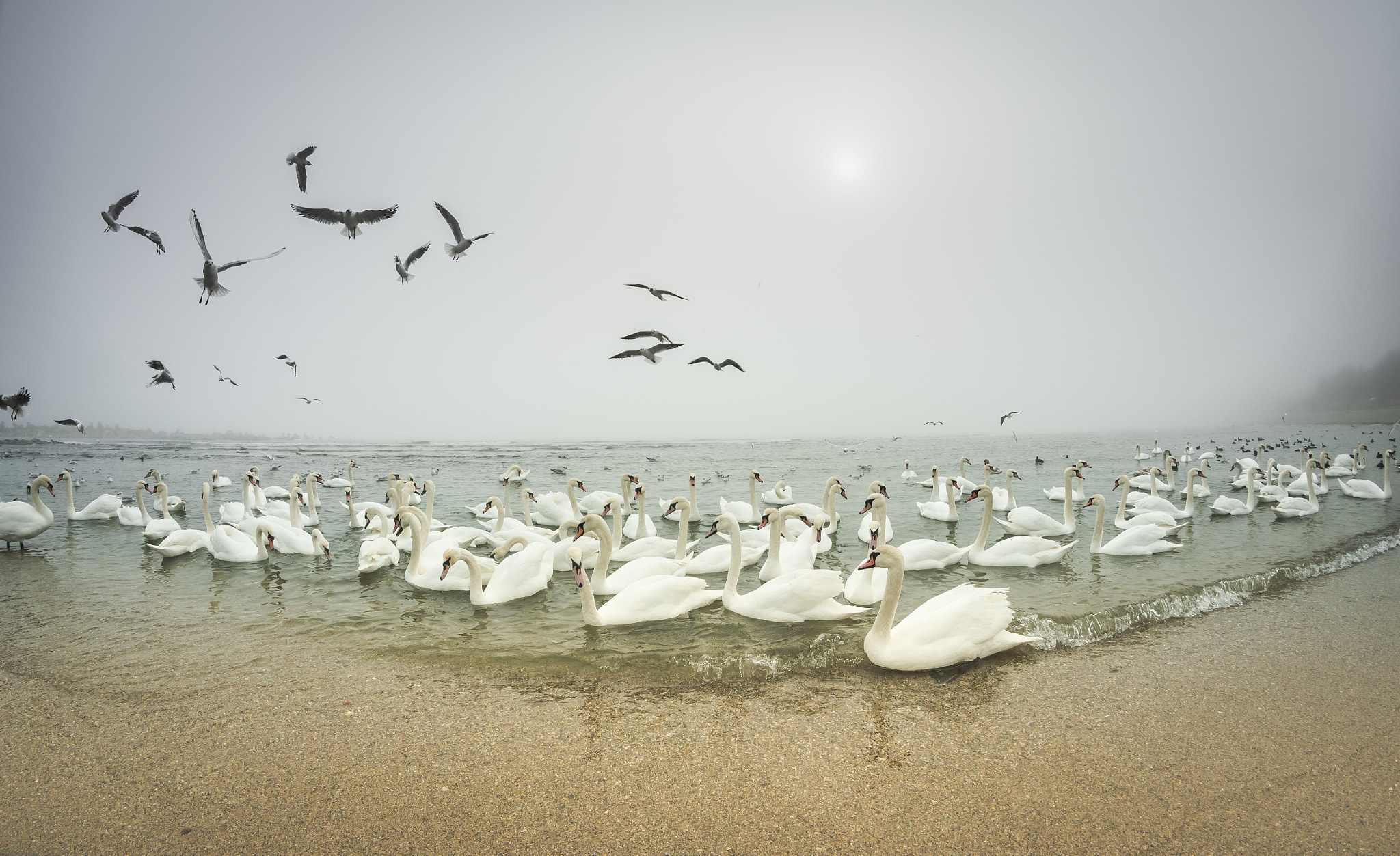 Nikon D7000 + Samyang 8mm F3.5 Aspherical IF MC Fisheye sample photo. Swan lake photography