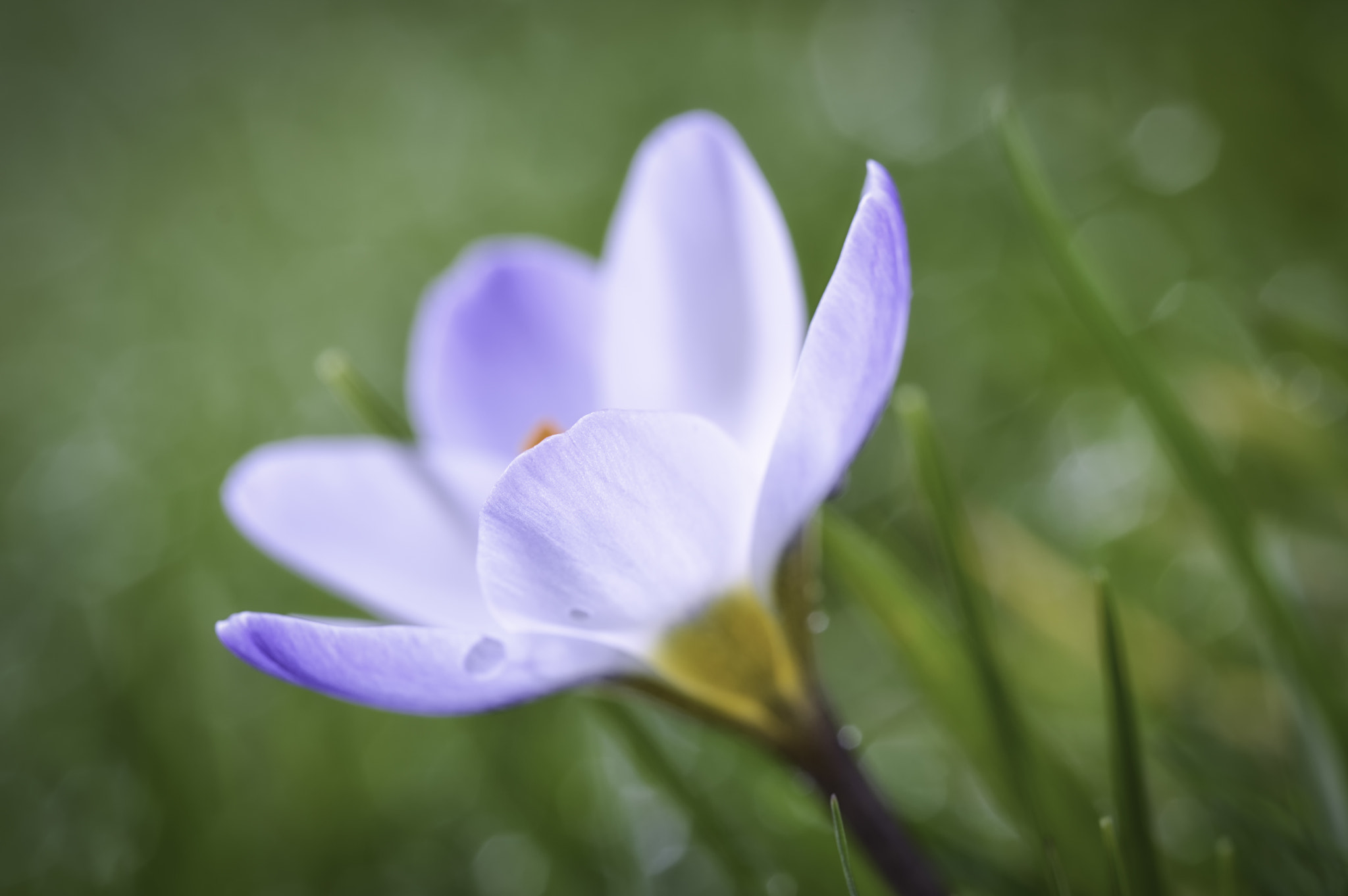 Nikon D3200 sample photo. Crocus and morning dew photography
