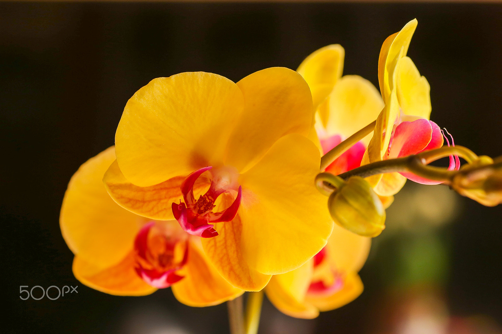 Tamron SP AF 90mm F2.8 Di Macro sample photo. 蝴蝶蘭 photography