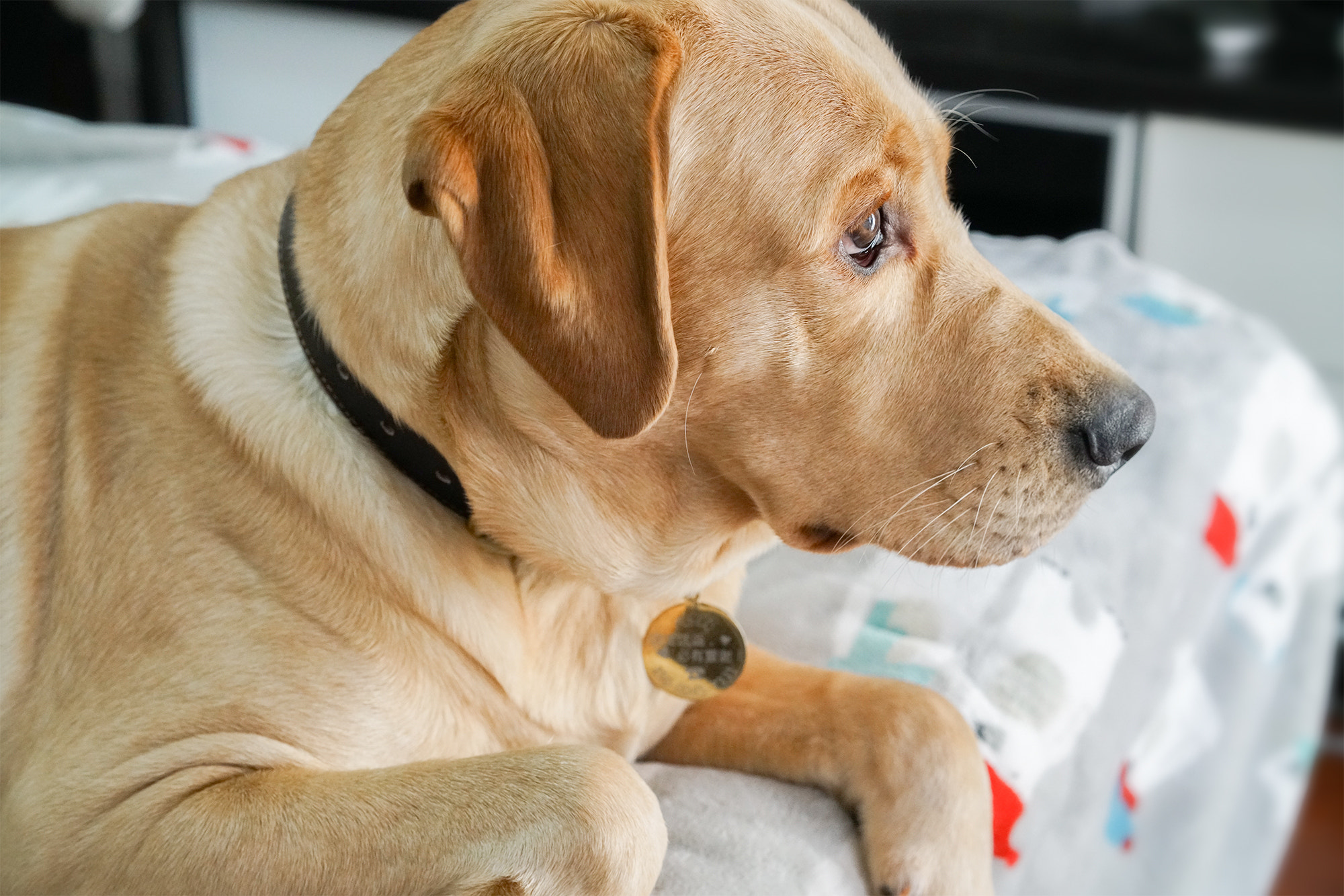 Sony a7R II + Sony Sonnar T* FE 55mm F1.8 ZA sample photo. Dsc photography