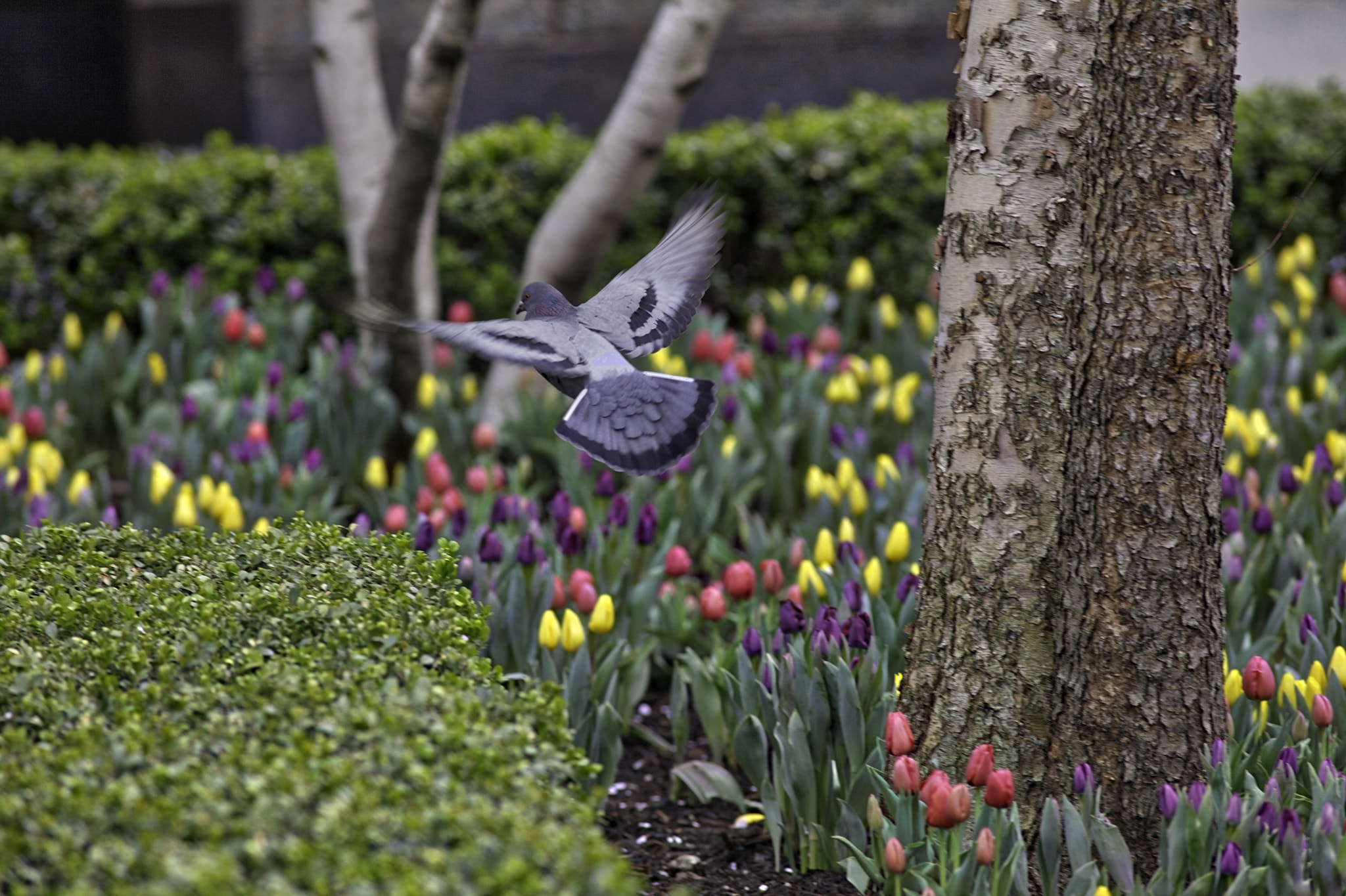 Canon EF 300mm F4L IS USM sample photo. Ny bird take off photography