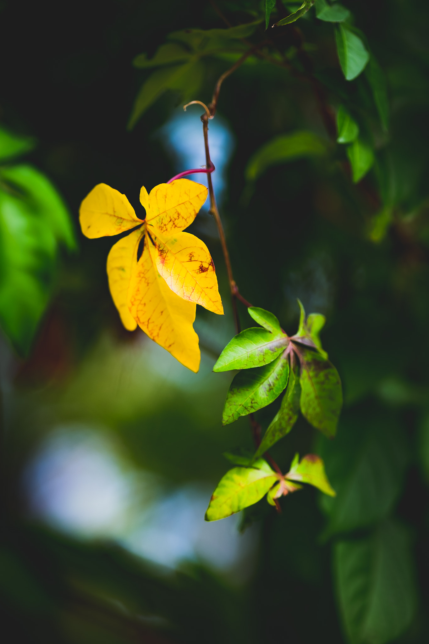 Fujifilm X-E2 + Fujifilm XF 90mm F2 R LM WR sample photo. Yellow photography