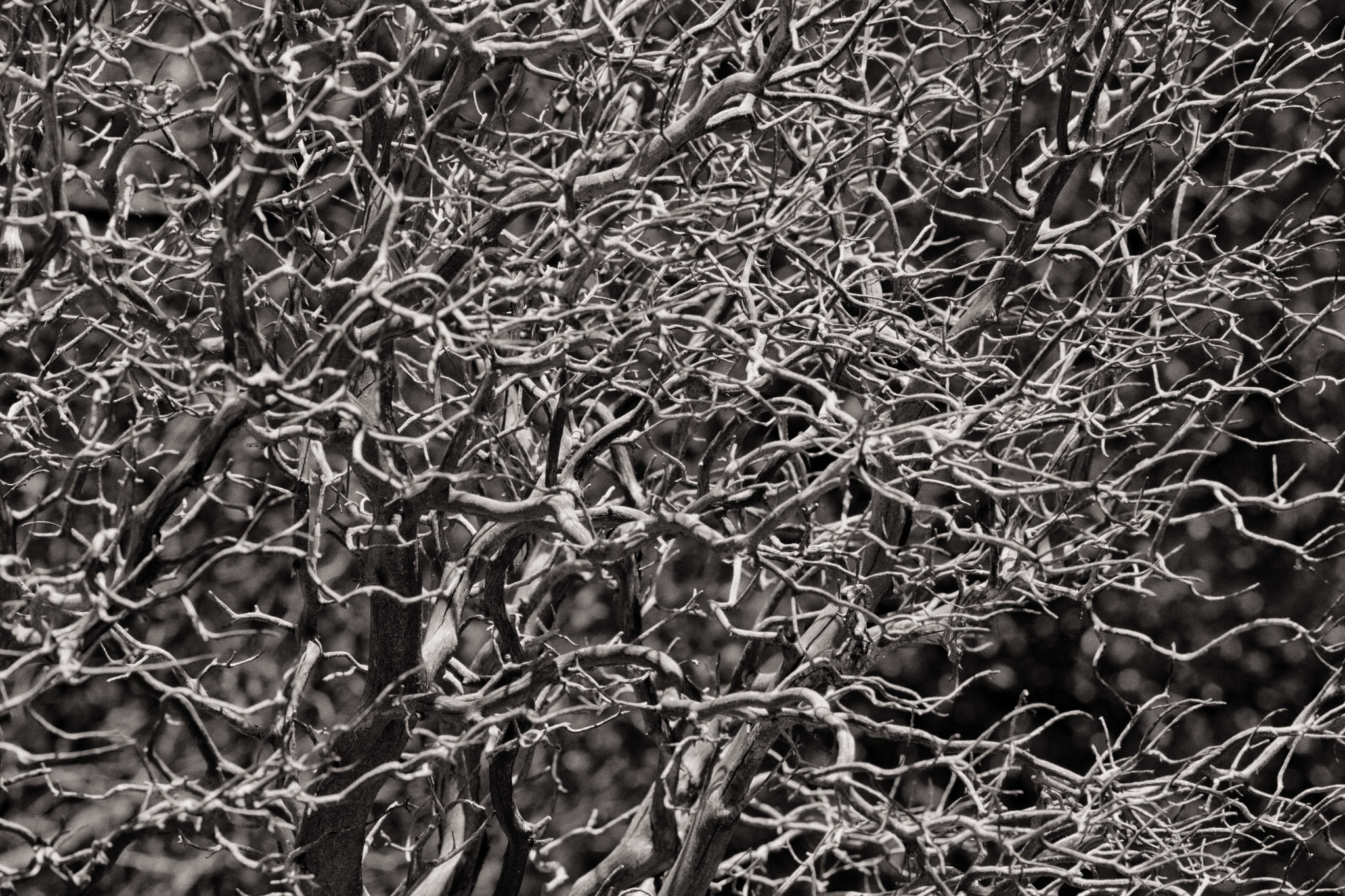 Canon EF 300mm F4L IS USM sample photo. Wood black and white wyld copy photography