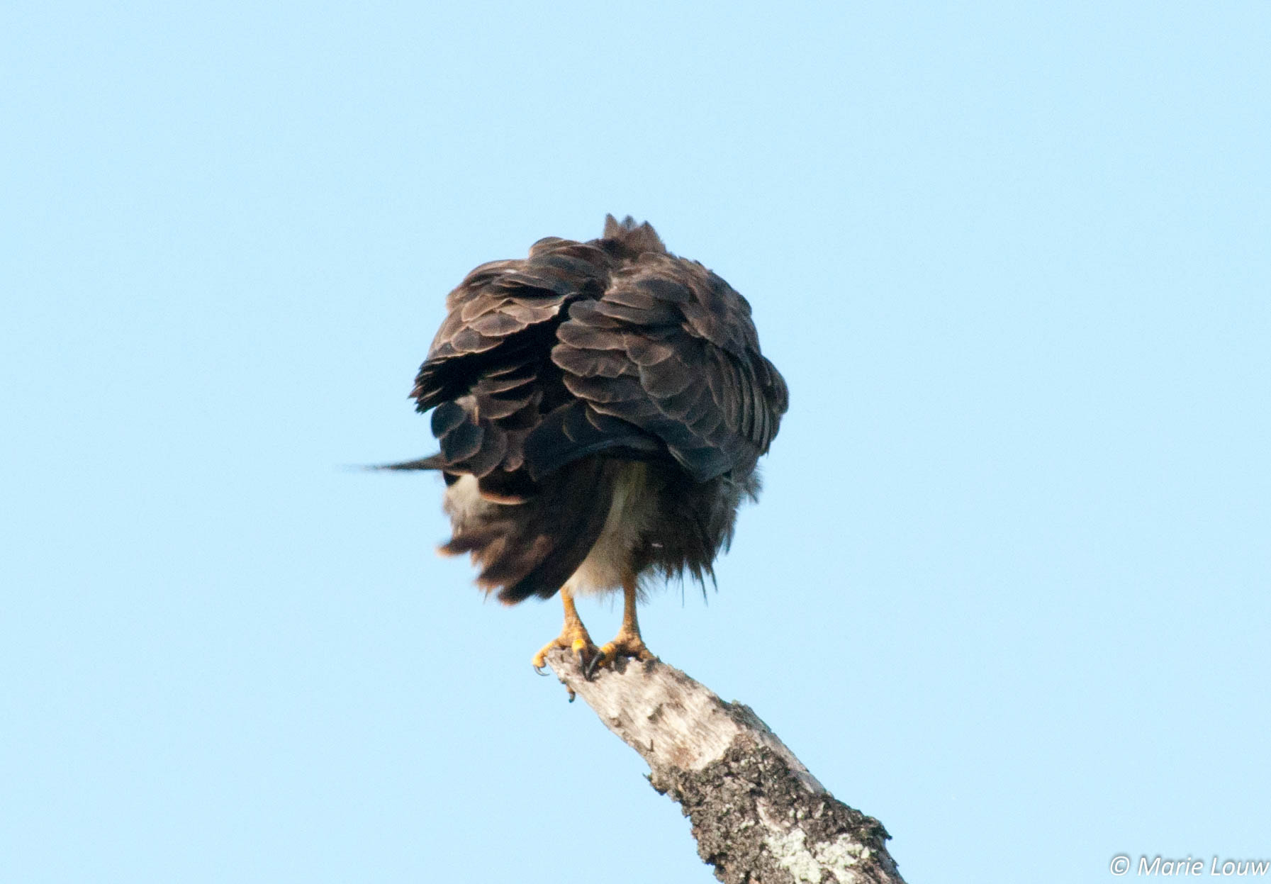 Sigma 70-300mm F4-5.6 APO DG Macro sample photo. A ball of feathers photography