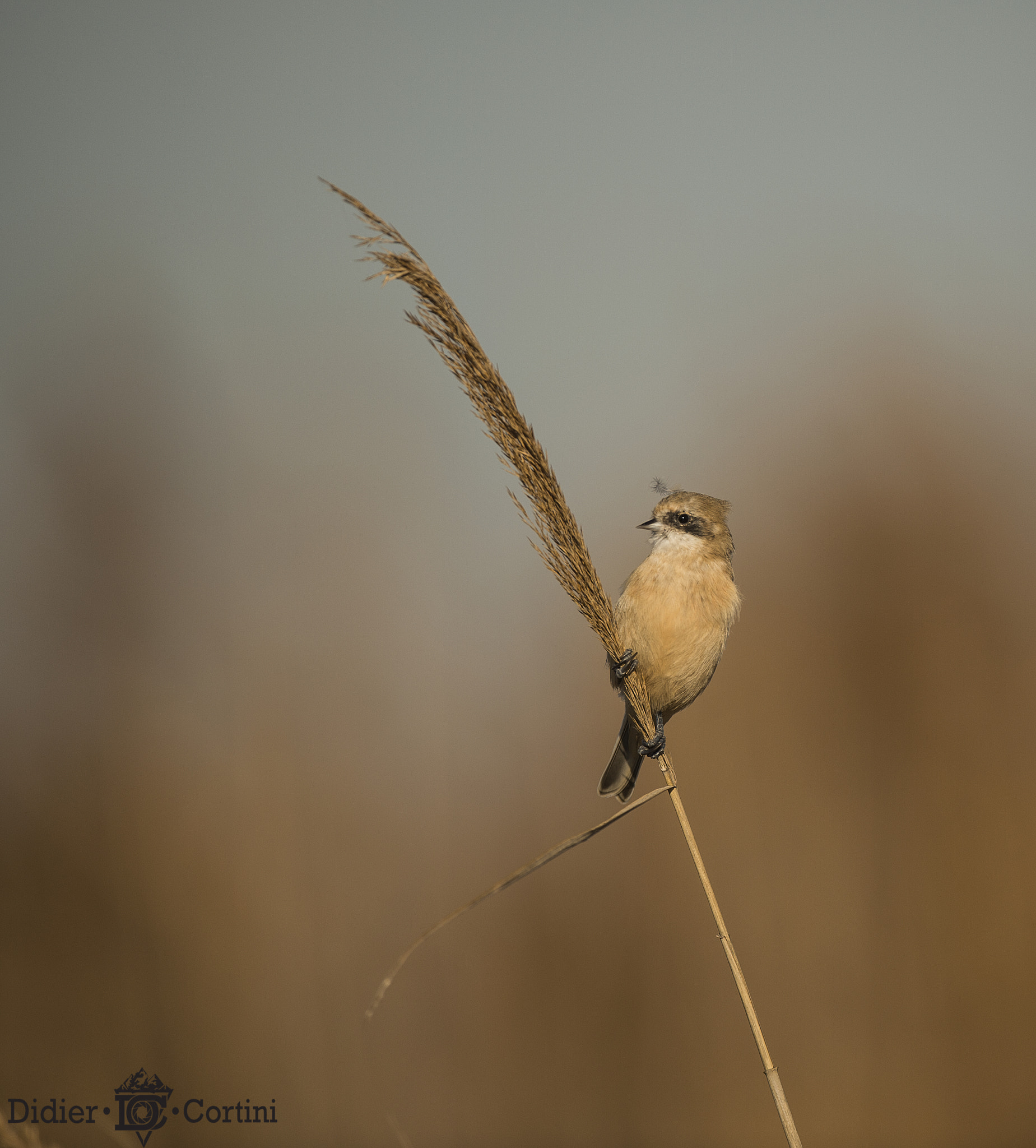 Nikon D4S + Nikon AF-S Nikkor 500mm F4G ED VR sample photo. Le punk photography