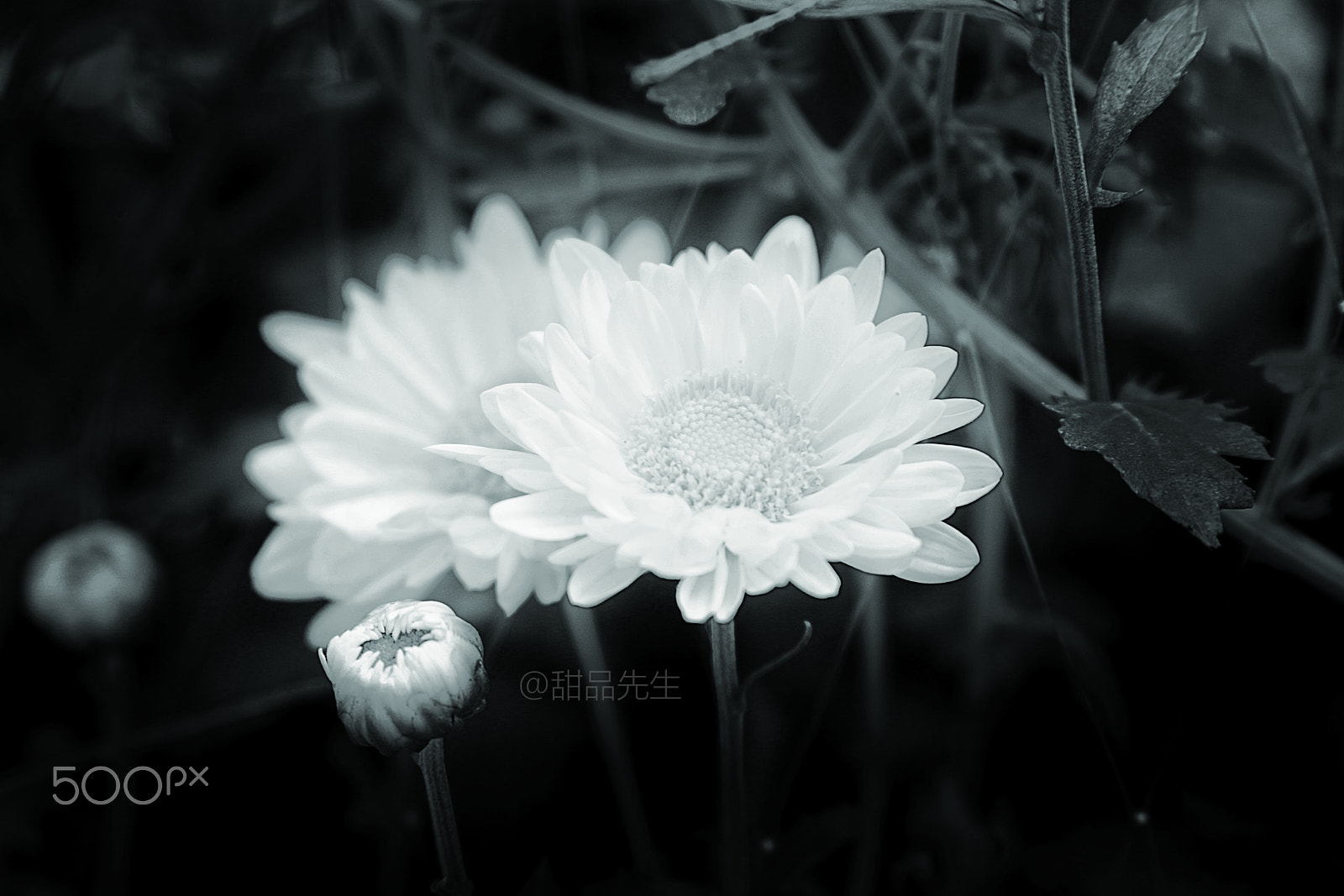 Canon EF 28-135mm F3.5-5.6 IS USM sample photo. 286312218332831867.jpg photography