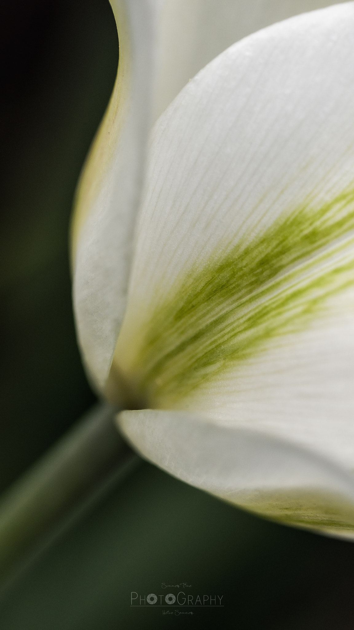 Tamron SP AF 90mm F2.8 Di Macro sample photo. Can´t wait for spring... photography
