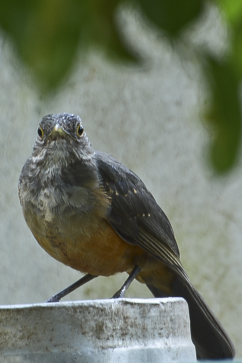 AF Zoom-Nikkor 35-105mm f/3.5-4.5 + 2x sample photo. Olho no olho. assim deve ser. photography