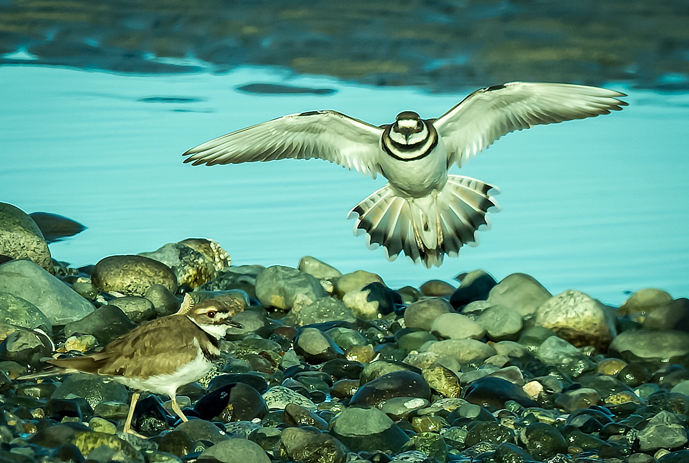 Olympus OM-D E-M1 + M.300mm F4.0 + MC-14 sample photo. Tail of two killdeer photography