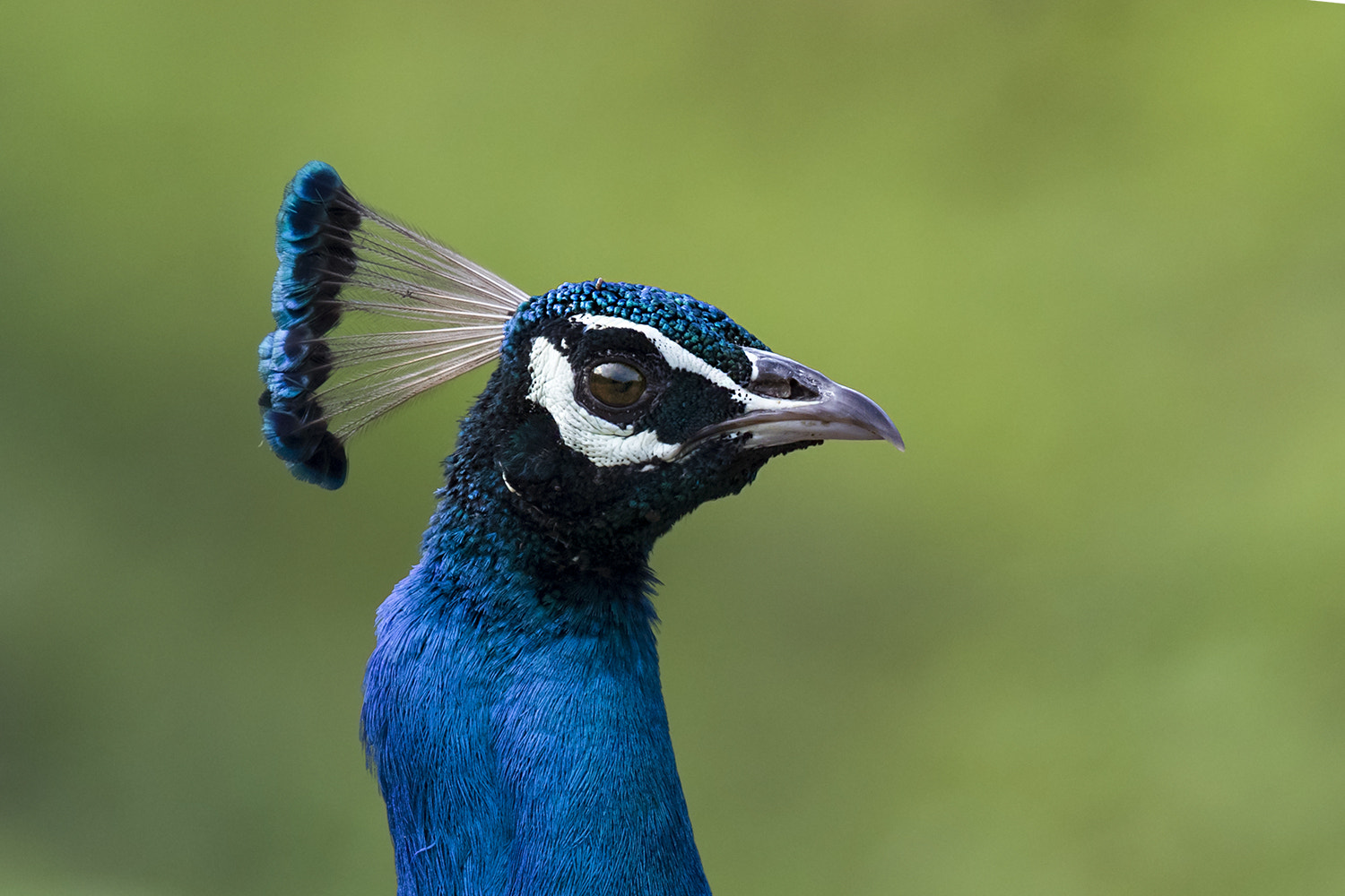 Canon EOS 7D Mark II + Canon EF 600mm F4L IS II USM sample photo. Indian peafowl photography