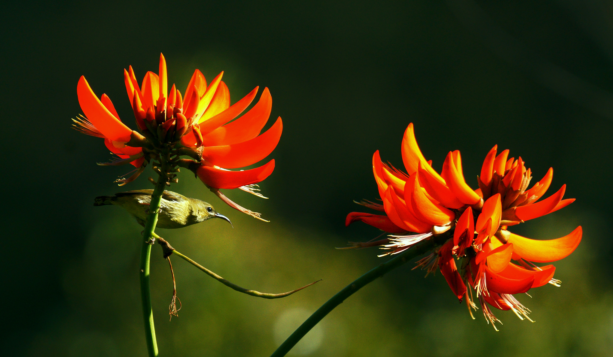 Sony 70-400mm F4-5.6 G SSM II sample photo. Jump photography