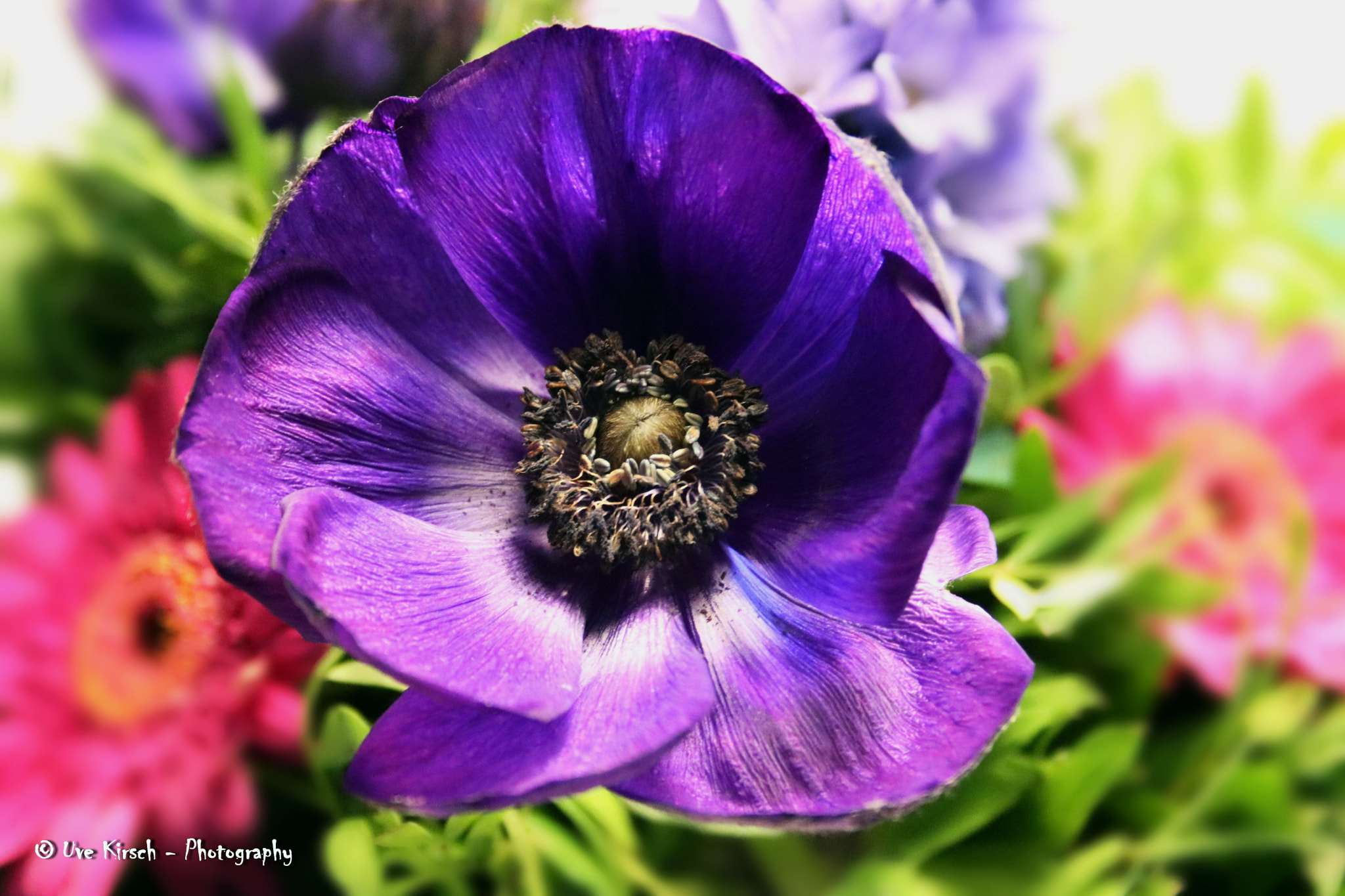 Canon EF-S 18-55mm F3.5-5.6 II sample photo. Frensh anemone photography