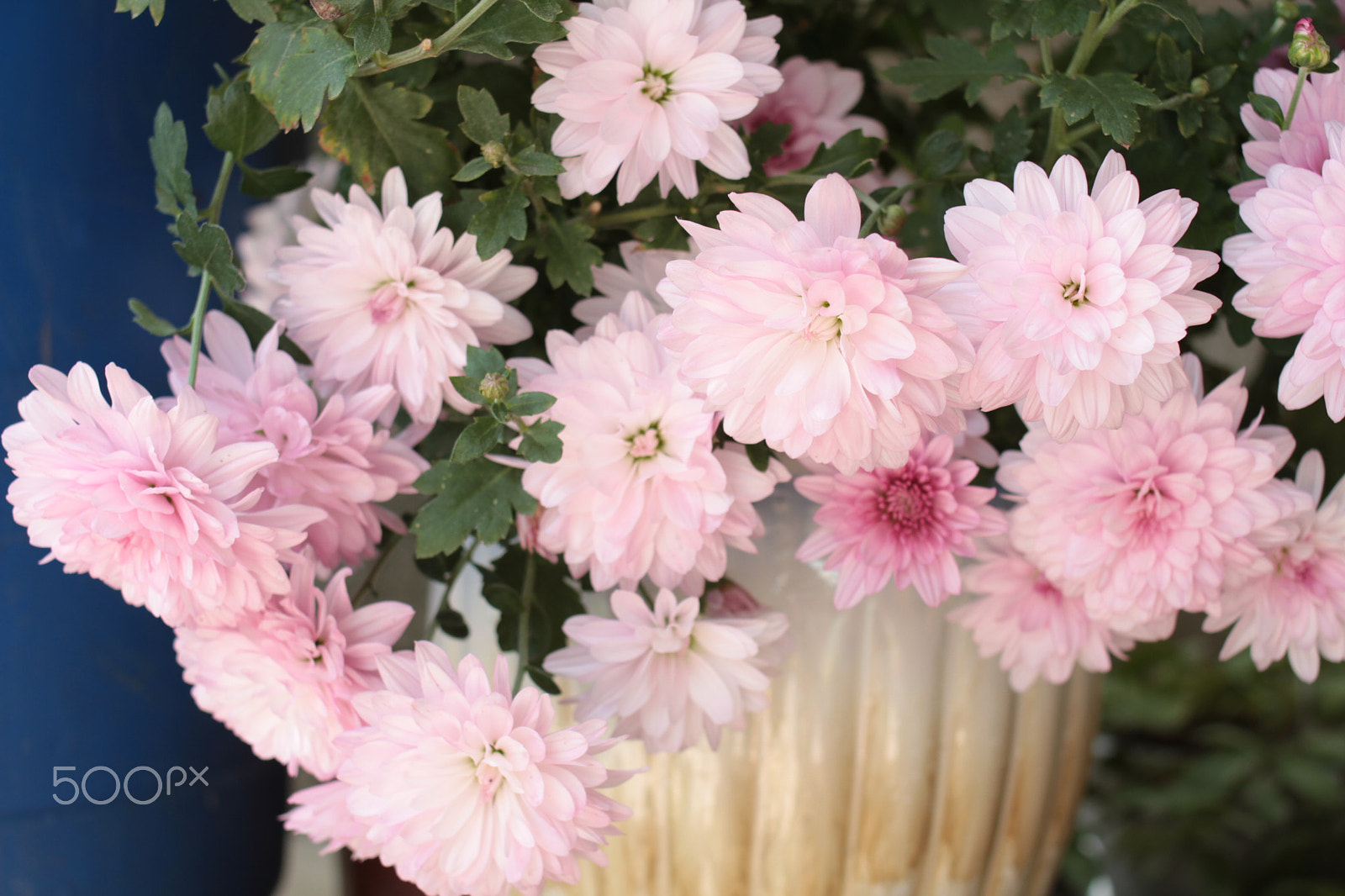 Canon EOS 7D + Canon EF 35mm F2 sample photo. Chrysanthemum01 photography