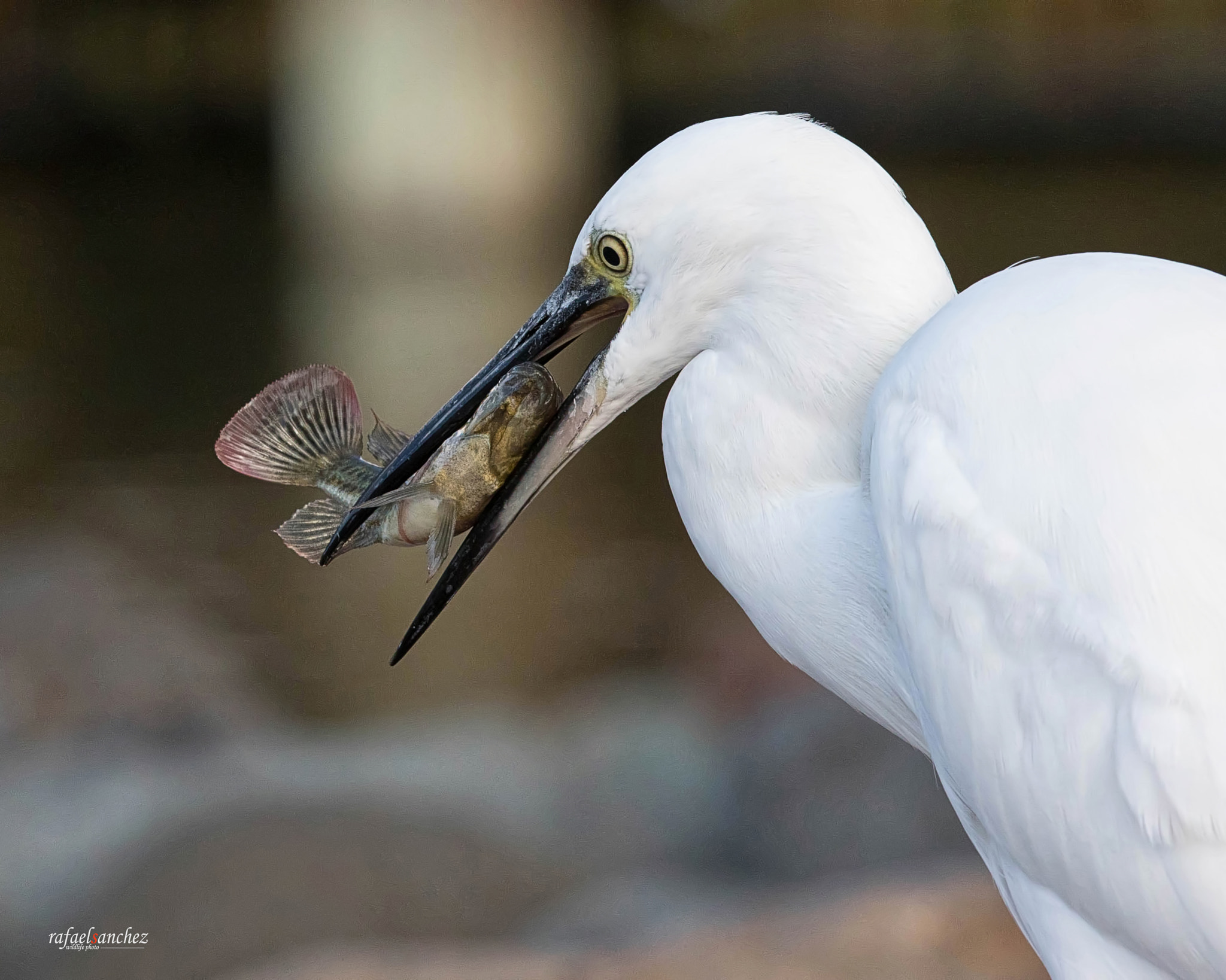 Canon EF 300mm F2.8L IS USM sample photo. Garceta comun - little egret photography