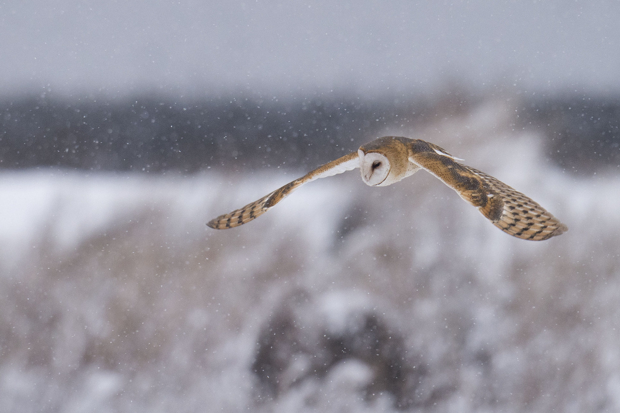Nikon D810 + Nikon AF-S Nikkor 500mm F4G ED VR sample photo. Barn owl photography