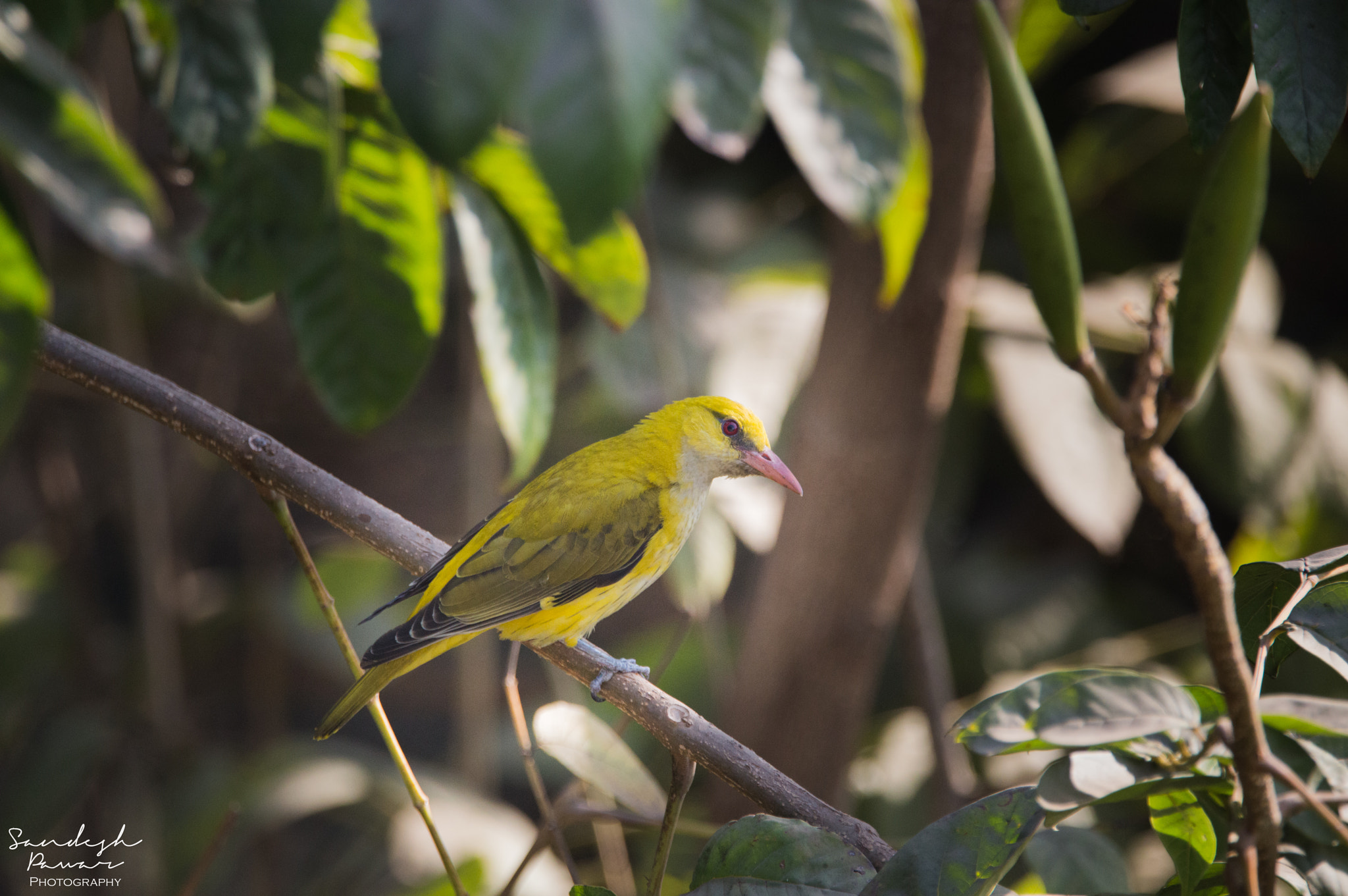 Nikon D3200 sample photo. A yellow sparrow photography
