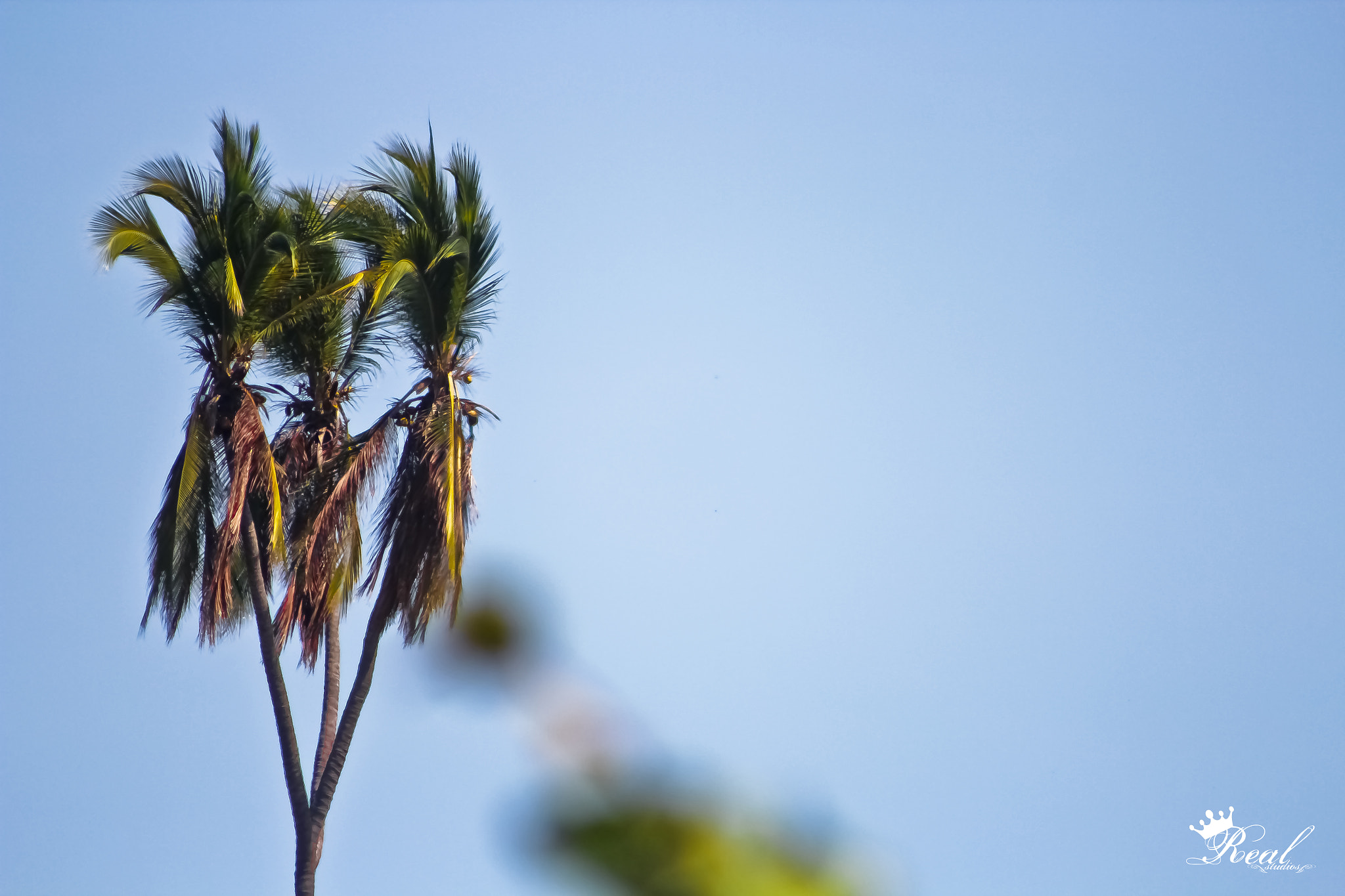 Canon EF 75-300mm f/4-5.6 USM sample photo. Tres cabezas piensan mejor que una photography