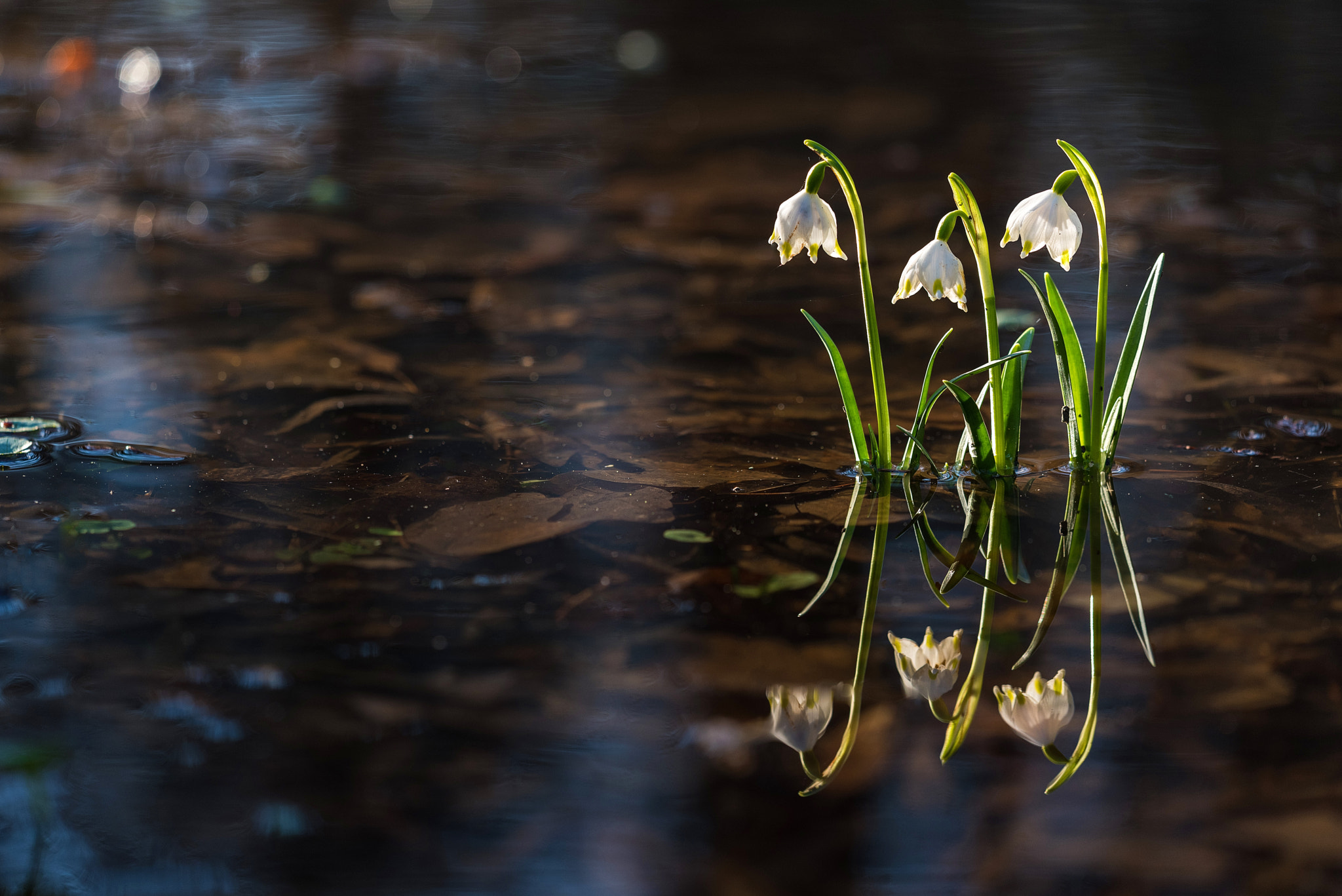 Sigma 150mm F2.8 EX DG Macro HSM sample photo. Waiting for spring photography
