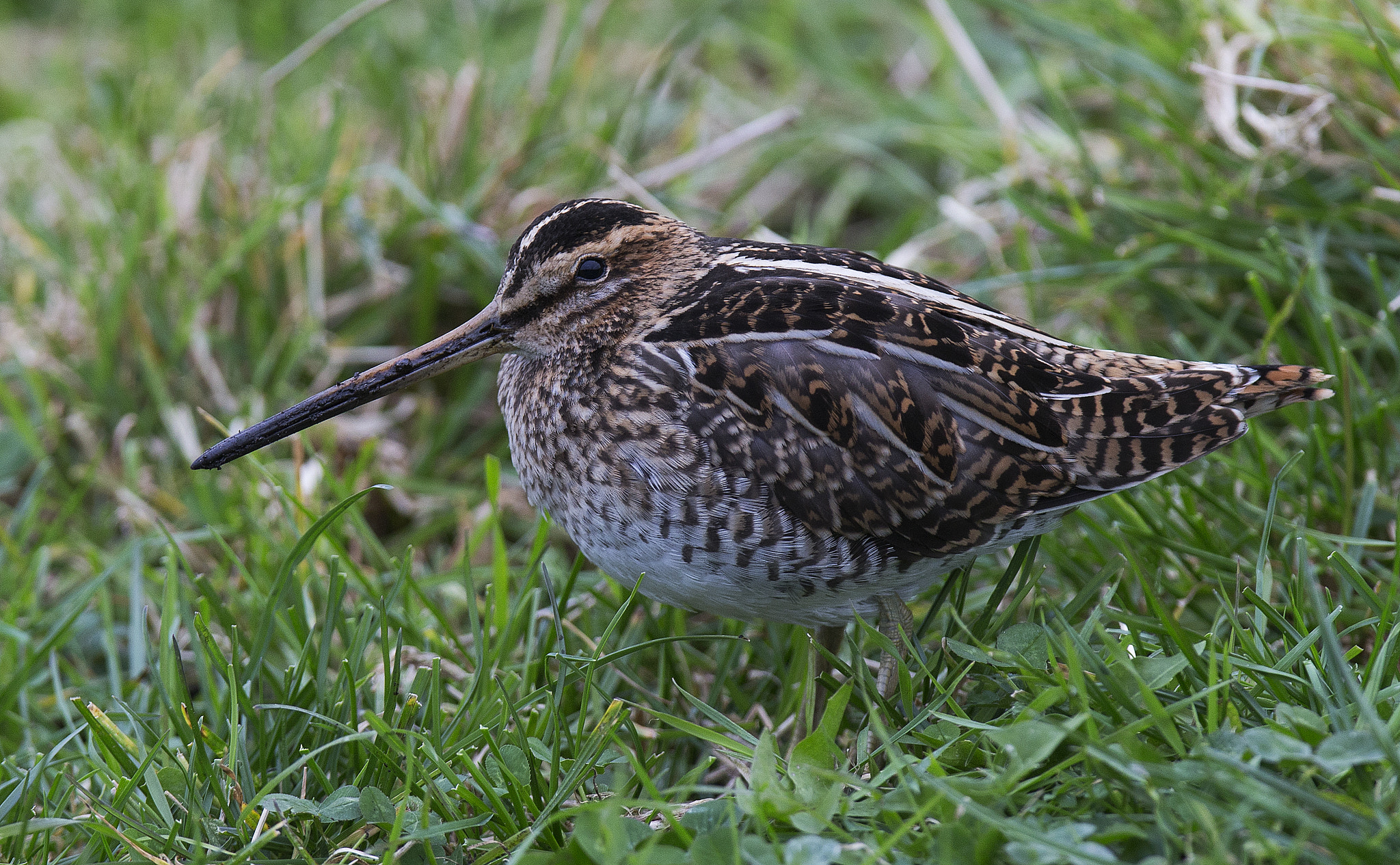 Canon EF 400mm F2.8L IS II USM sample photo. Common snipe photography