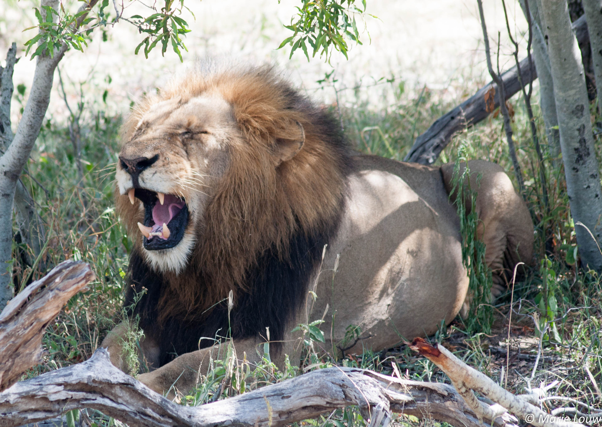 Sigma 70-300mm F4-5.6 APO DG Macro sample photo. Lion yawn photography