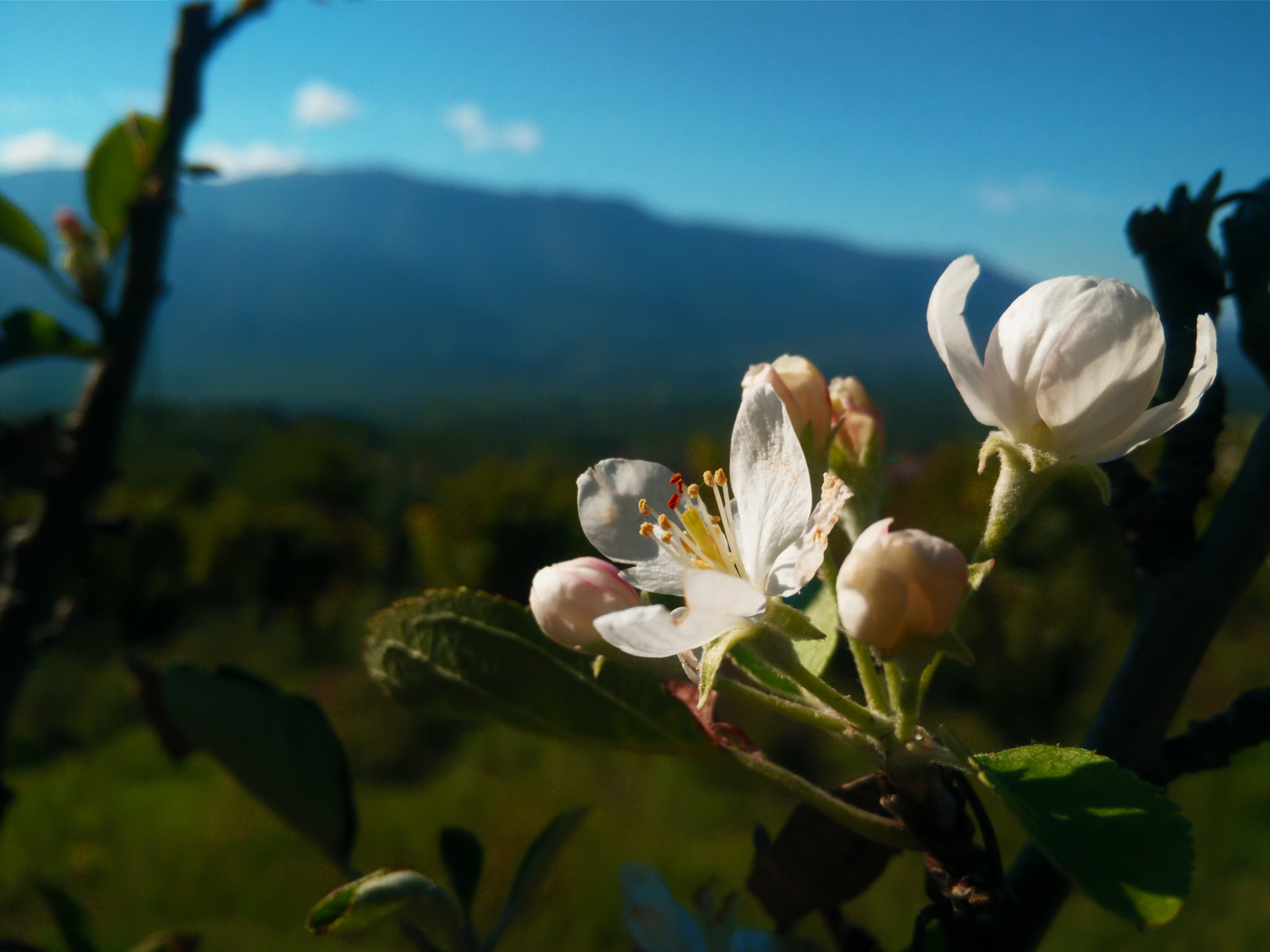 OPPO Find7 sample photo. Apple blossoms photography