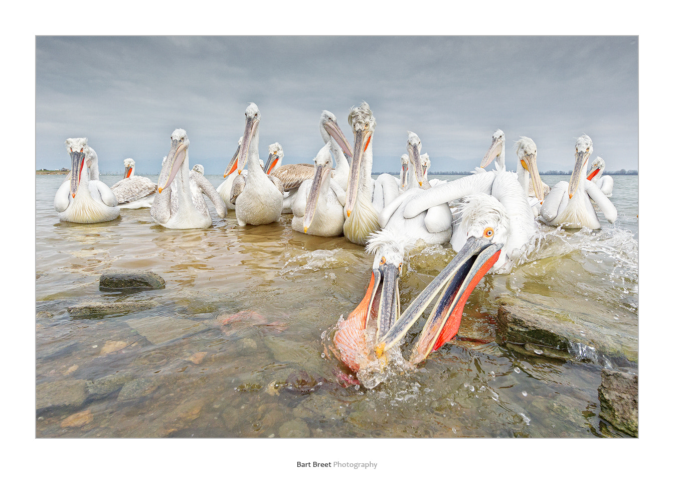 Canon EOS-1D Mark IV sample photo. Dalmatian pelicans photography